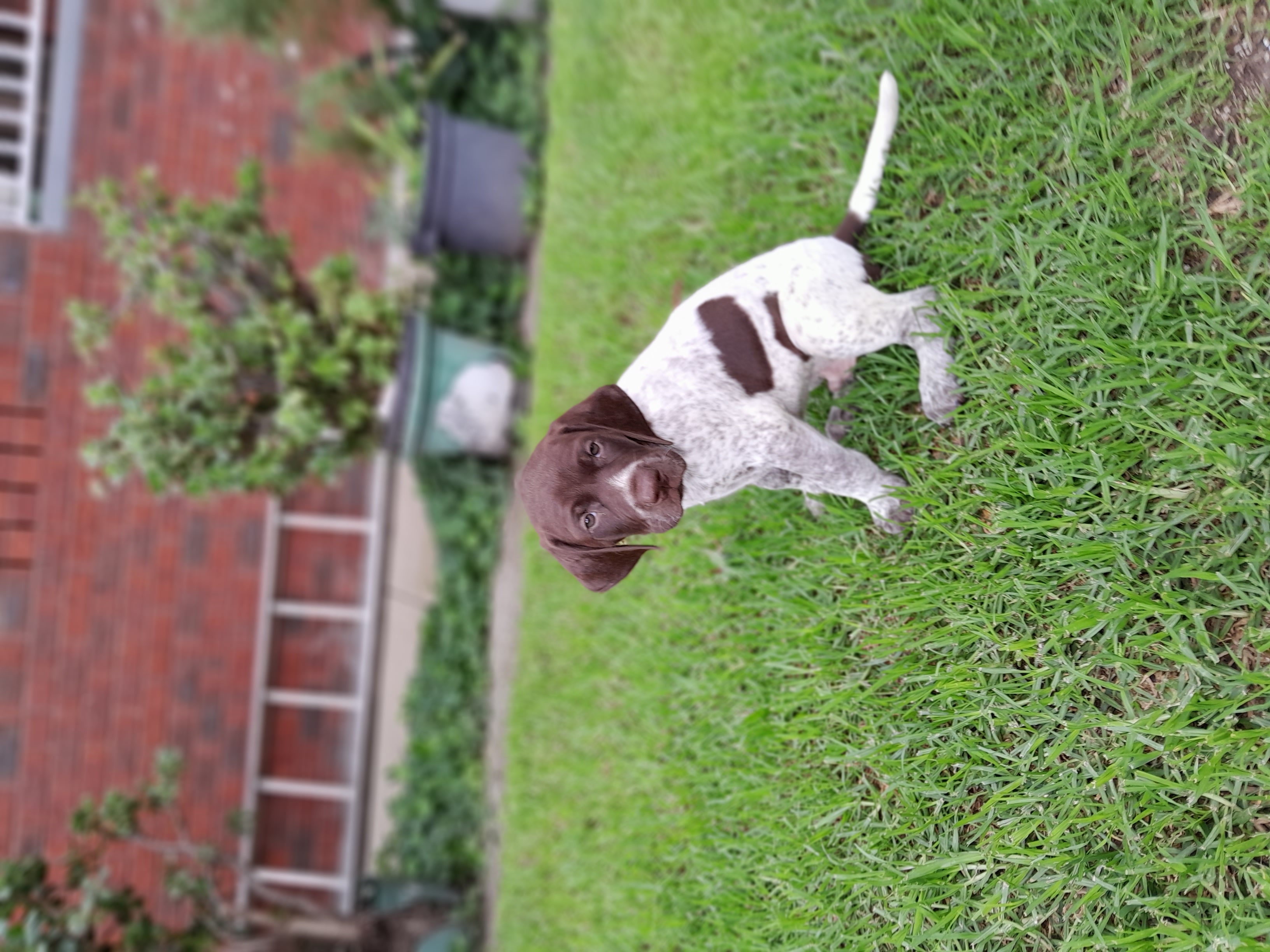 German Shorthaired Pointer - Lalor