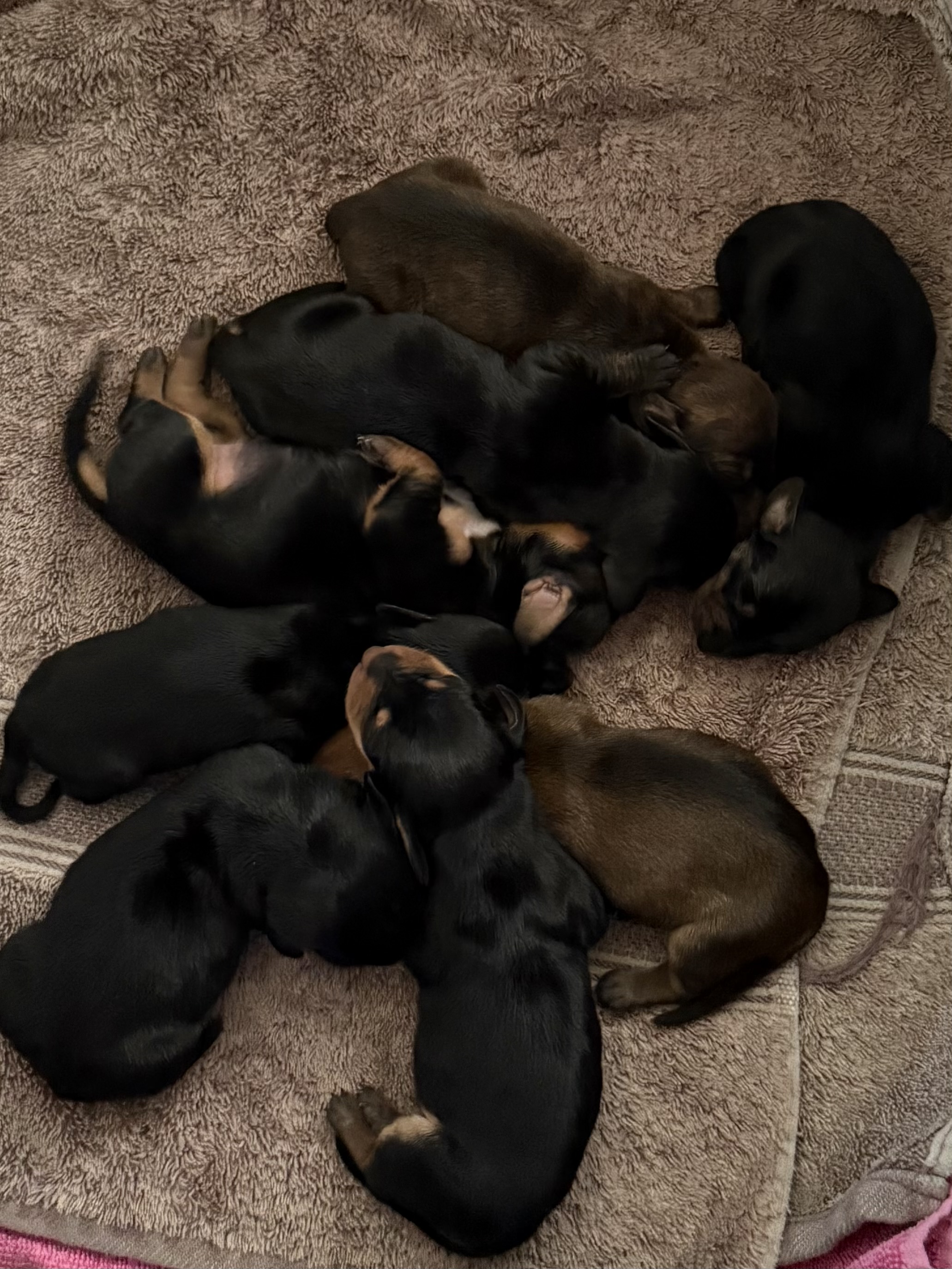 Dachshund – Toowoomba
