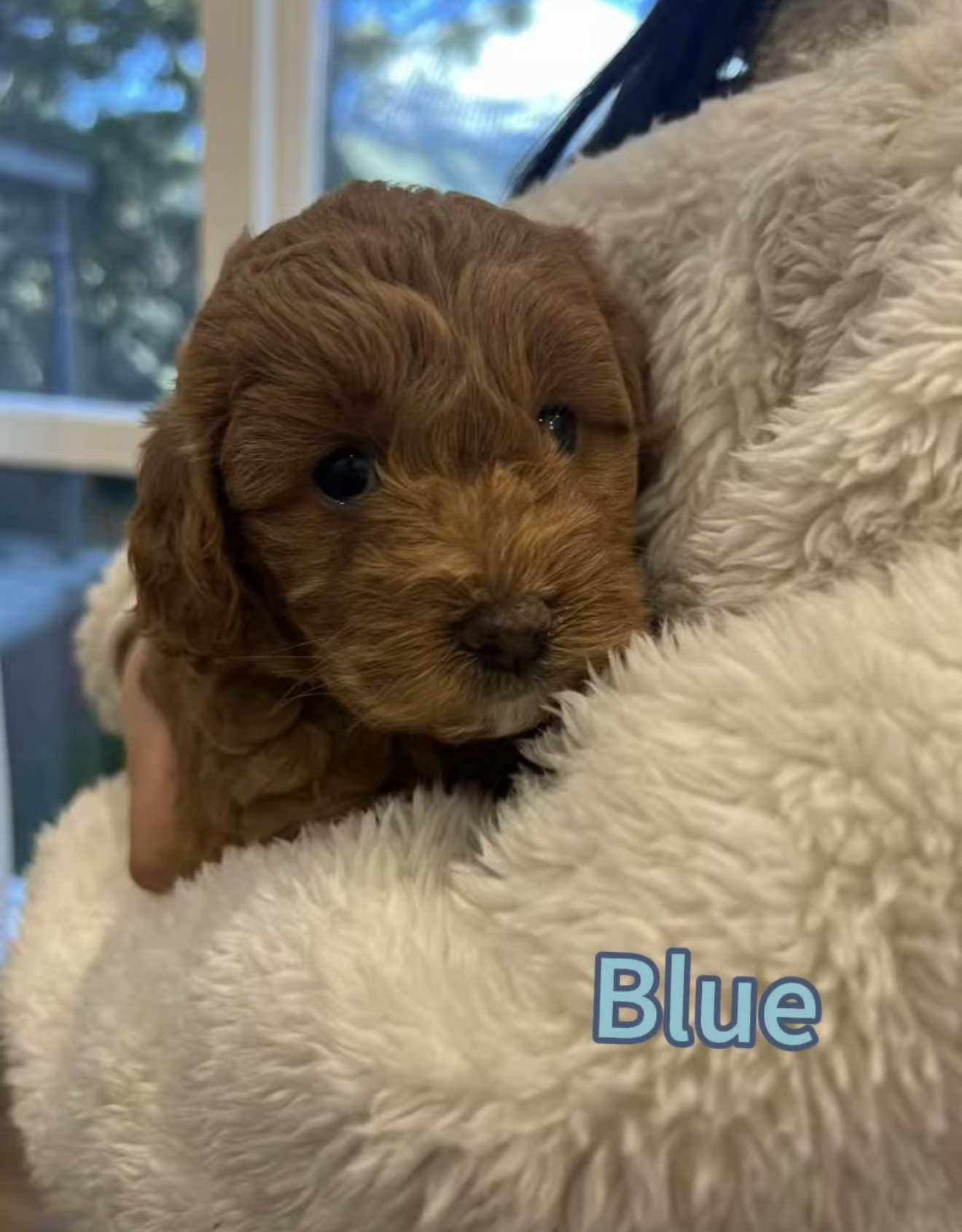 Cavoodle – Bull Creek