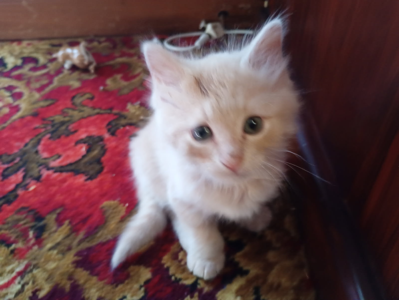 Domestic Long Hair (DLH) – Balcatta