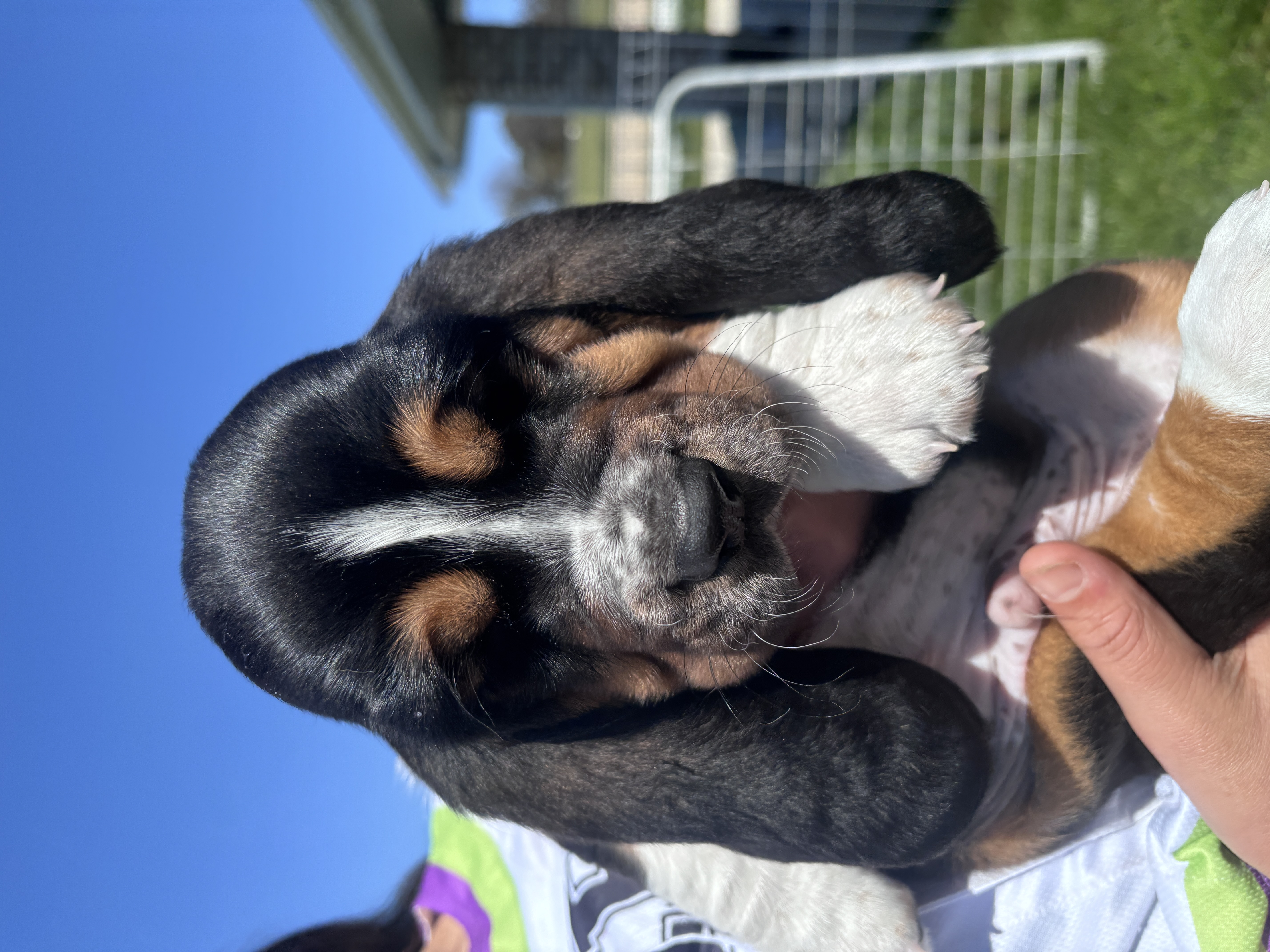 Basset Hound – Bathurst