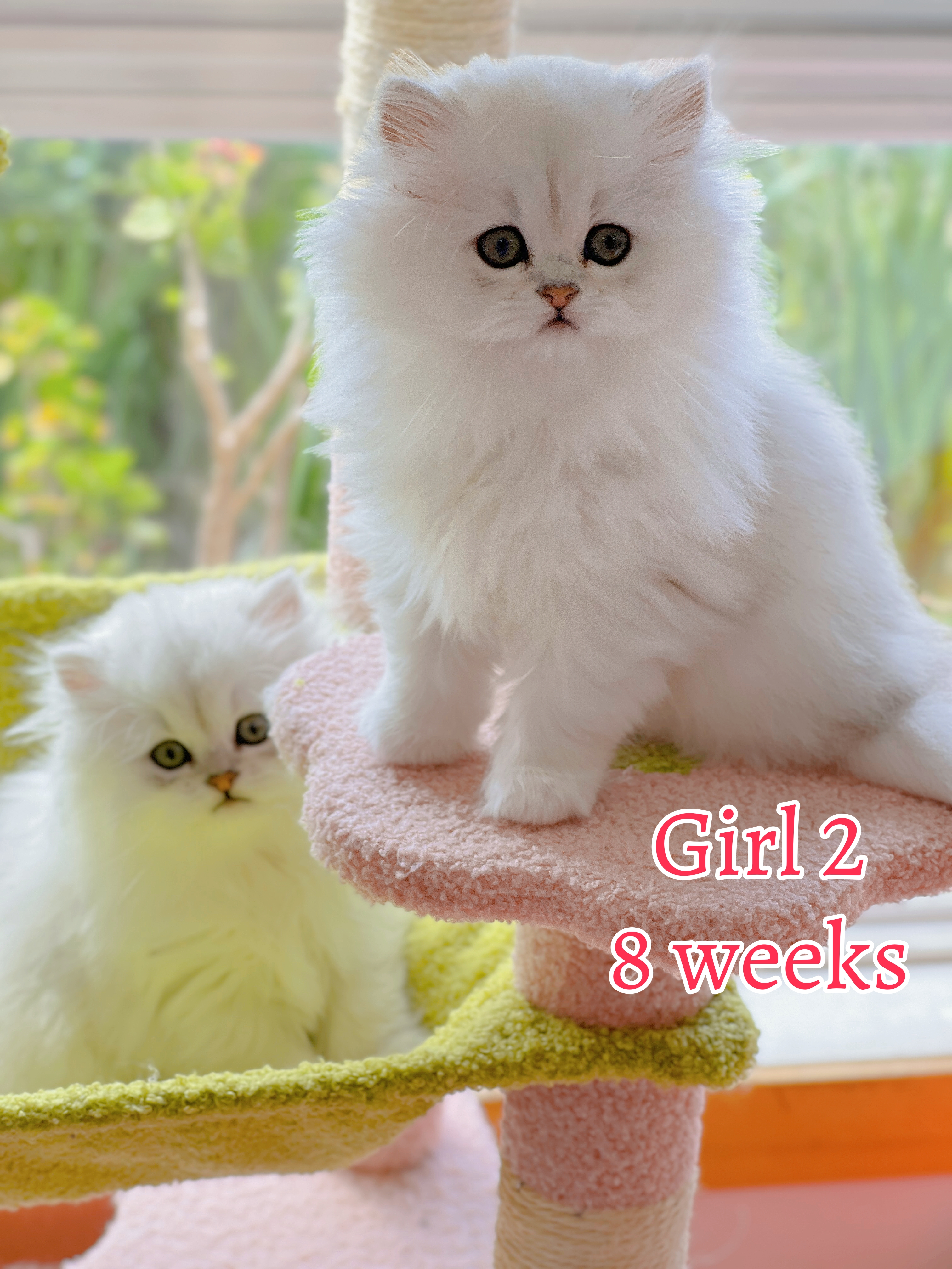 Persian – Ballarat