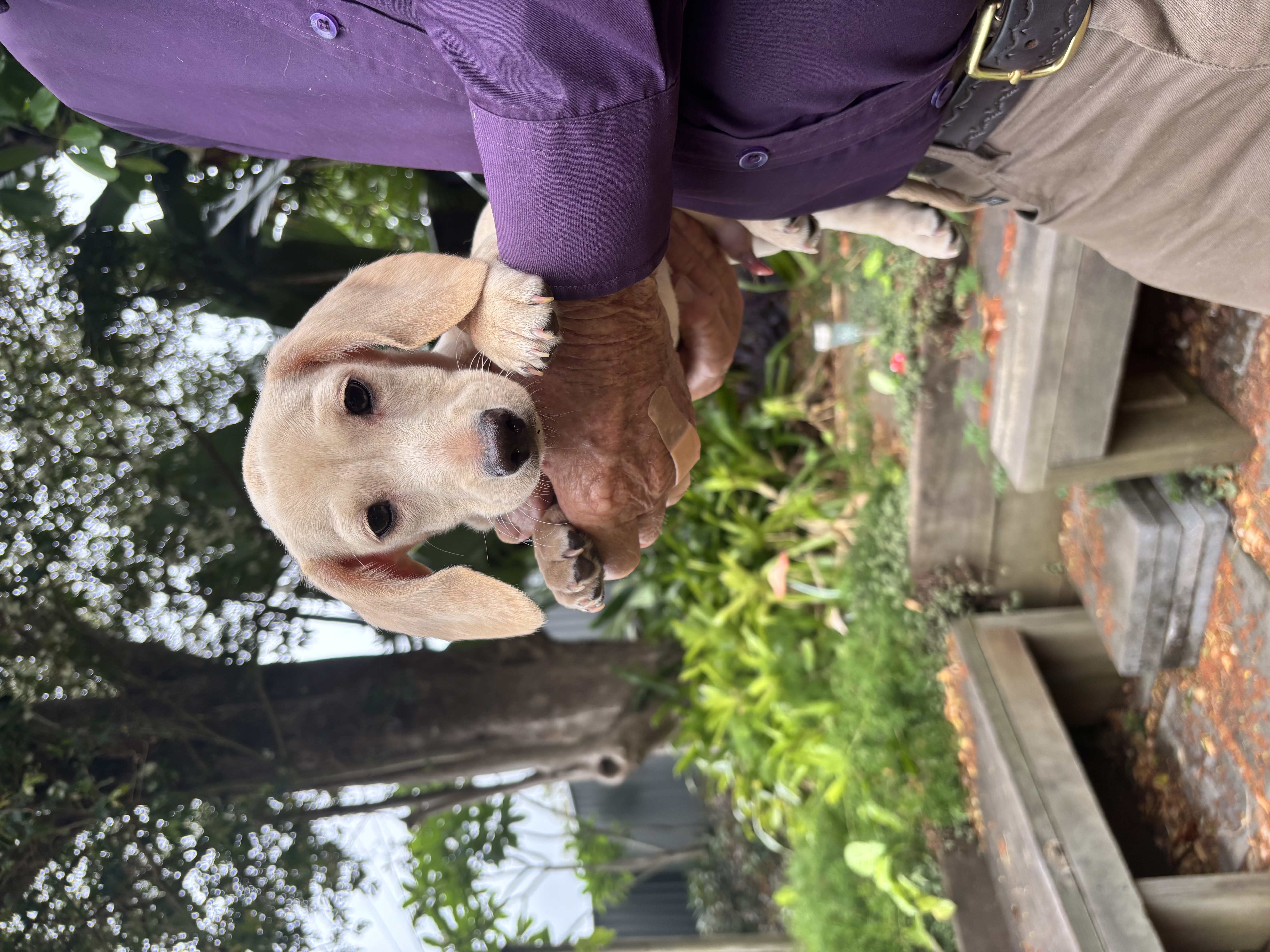 Miniature Dachshund – Kingaroy