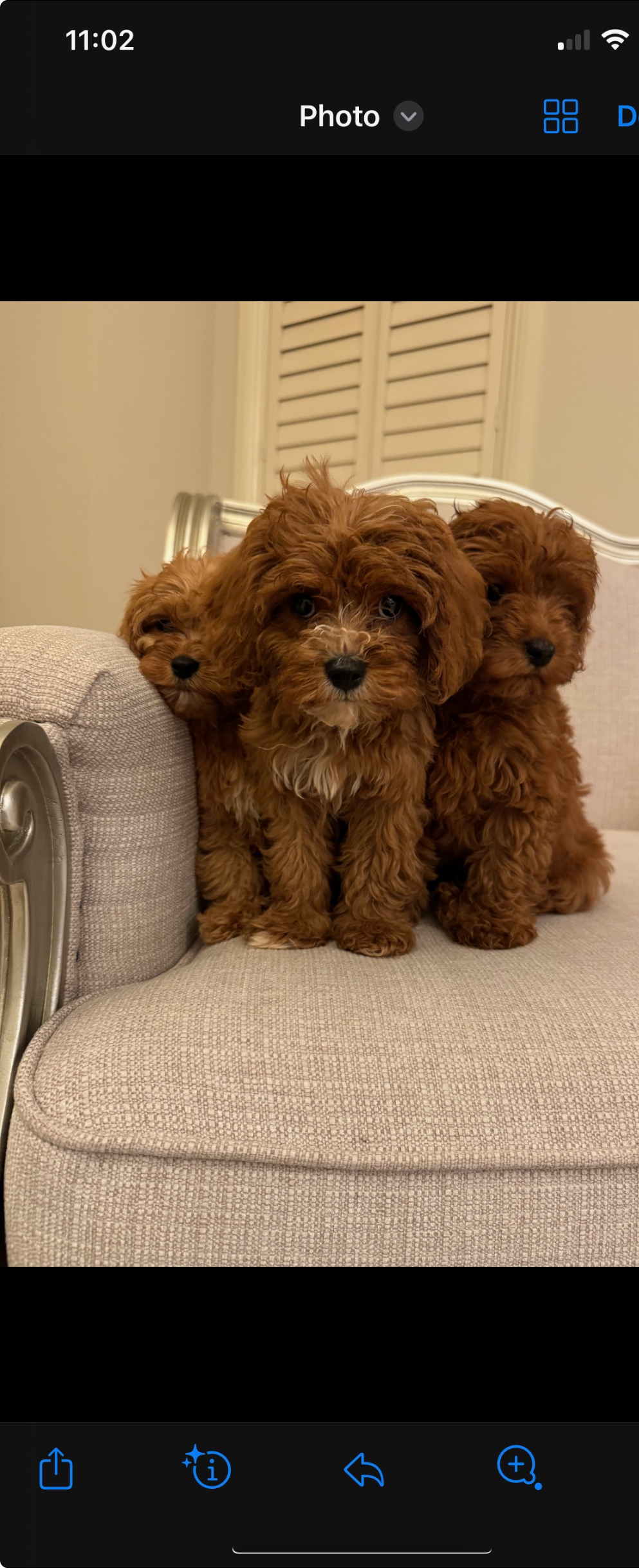 Toy Cavoodle - Woollahra
