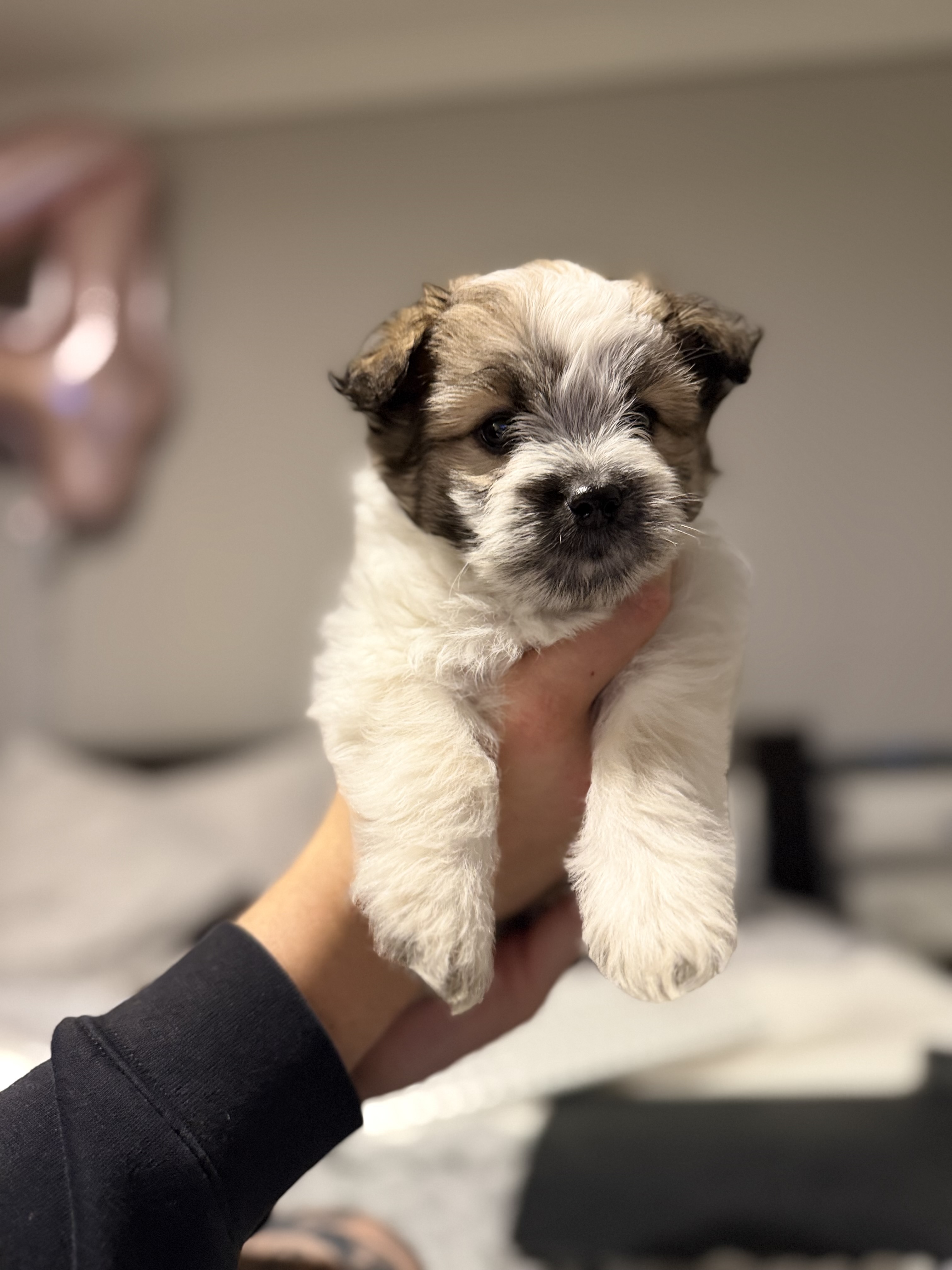 Maltese Shih Tzu – Albert Park