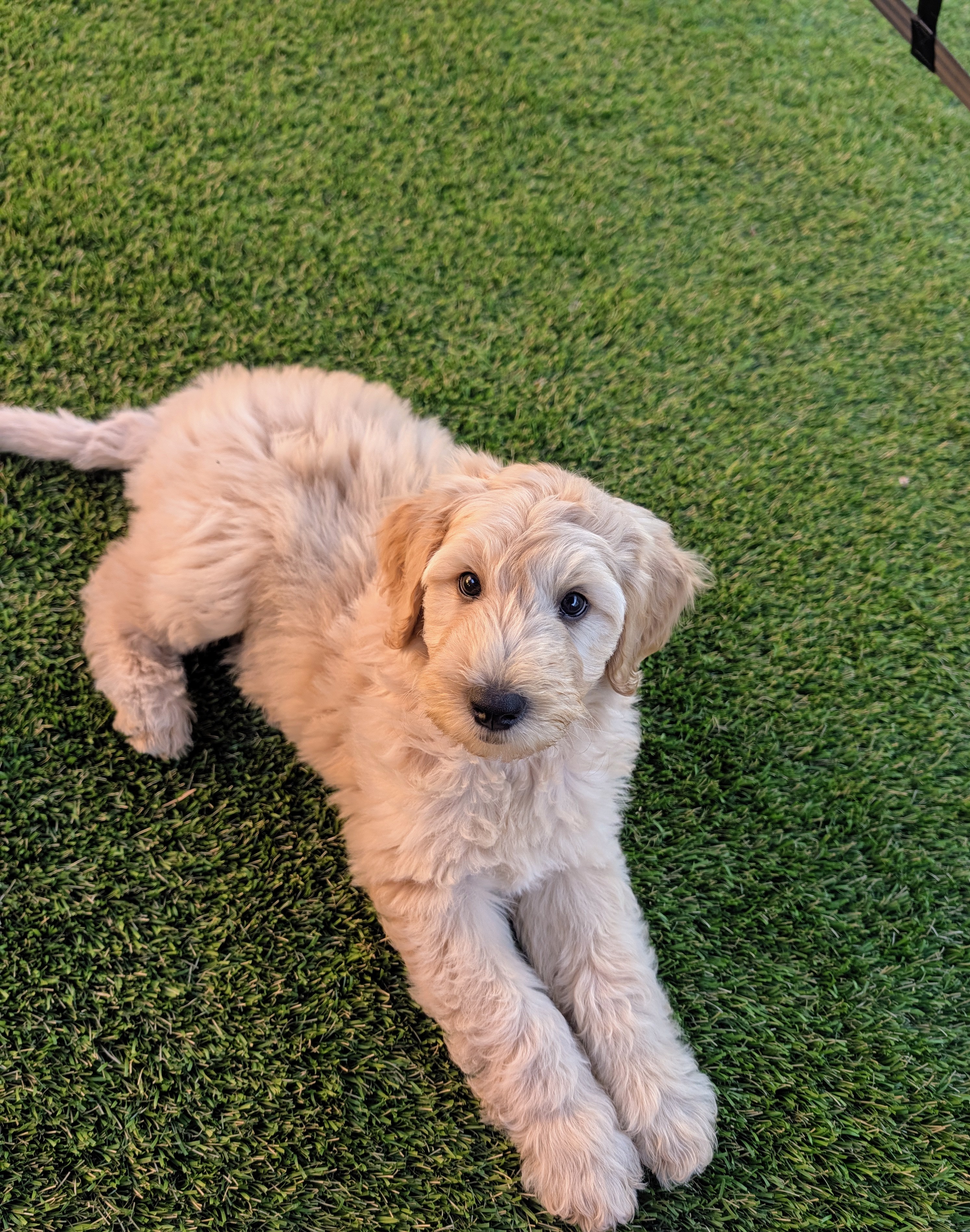 Australian Cobberdog – Ellenbrook