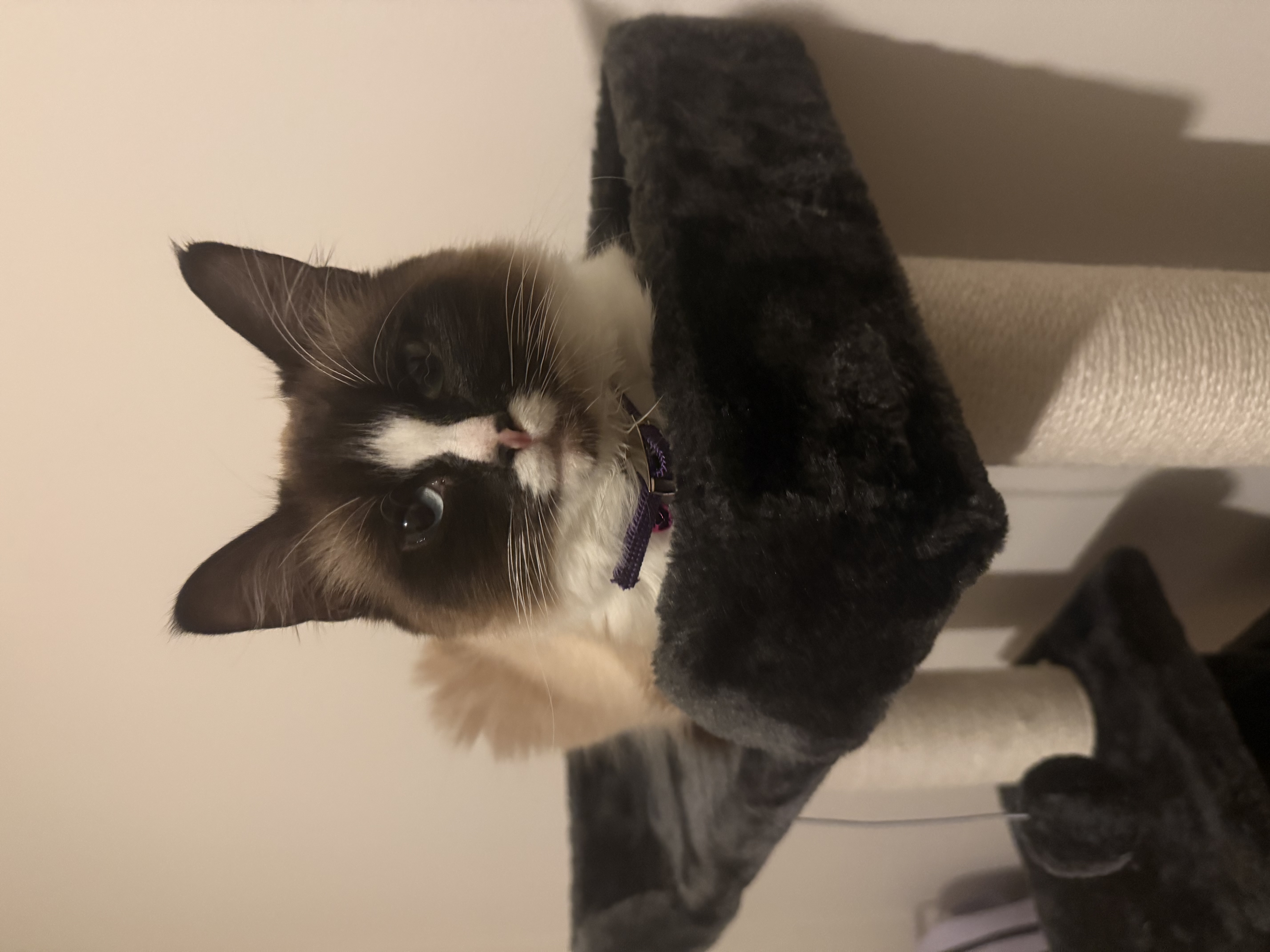 Snowshoe – Cranbourne