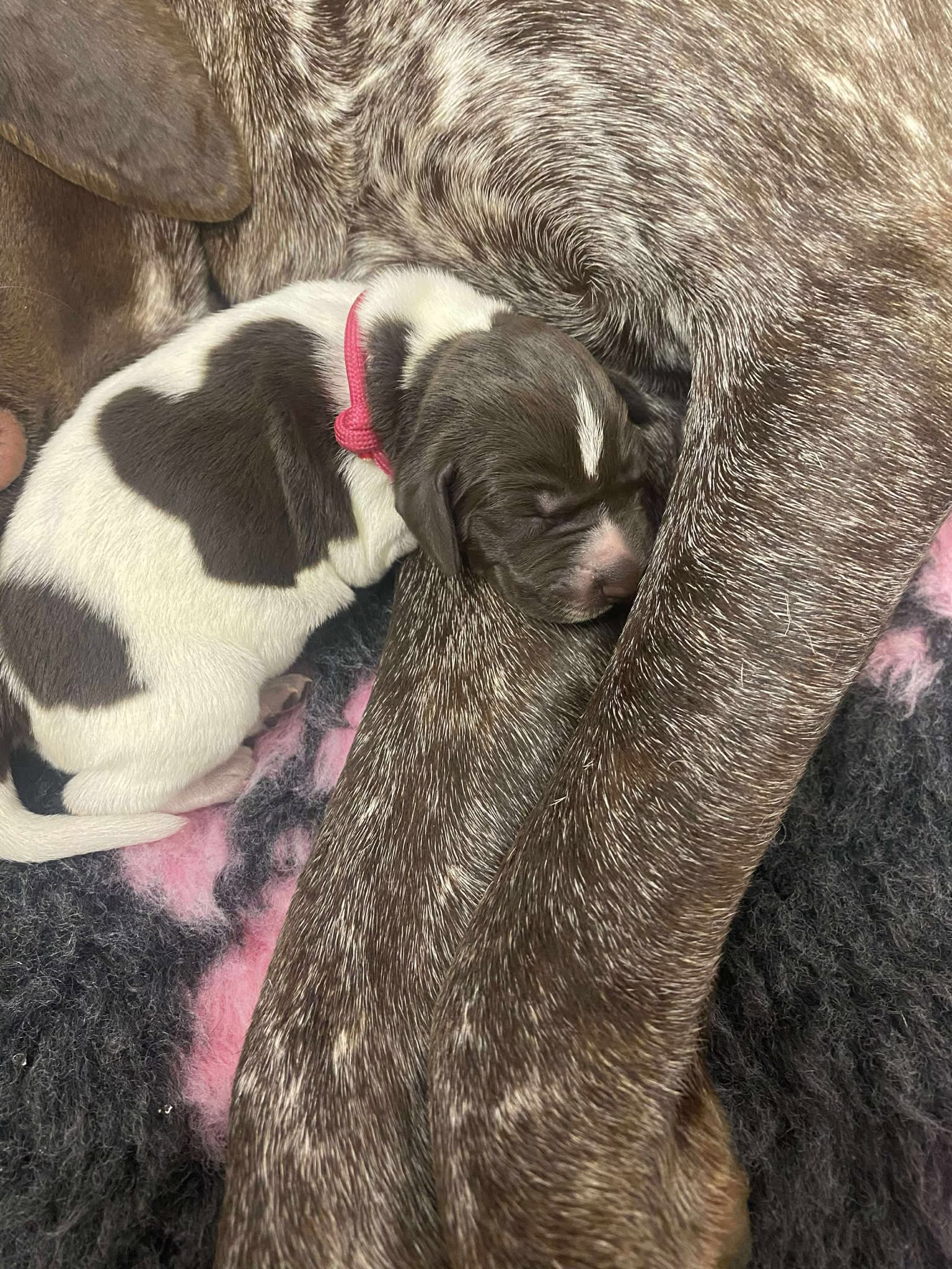 German Shorthaired Pointer