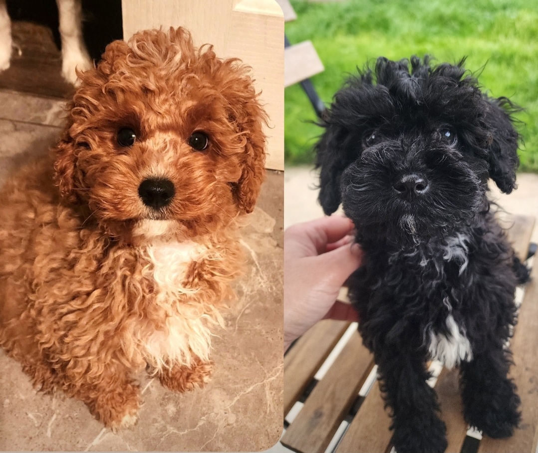 Cavoodle – Hoppers Crossing