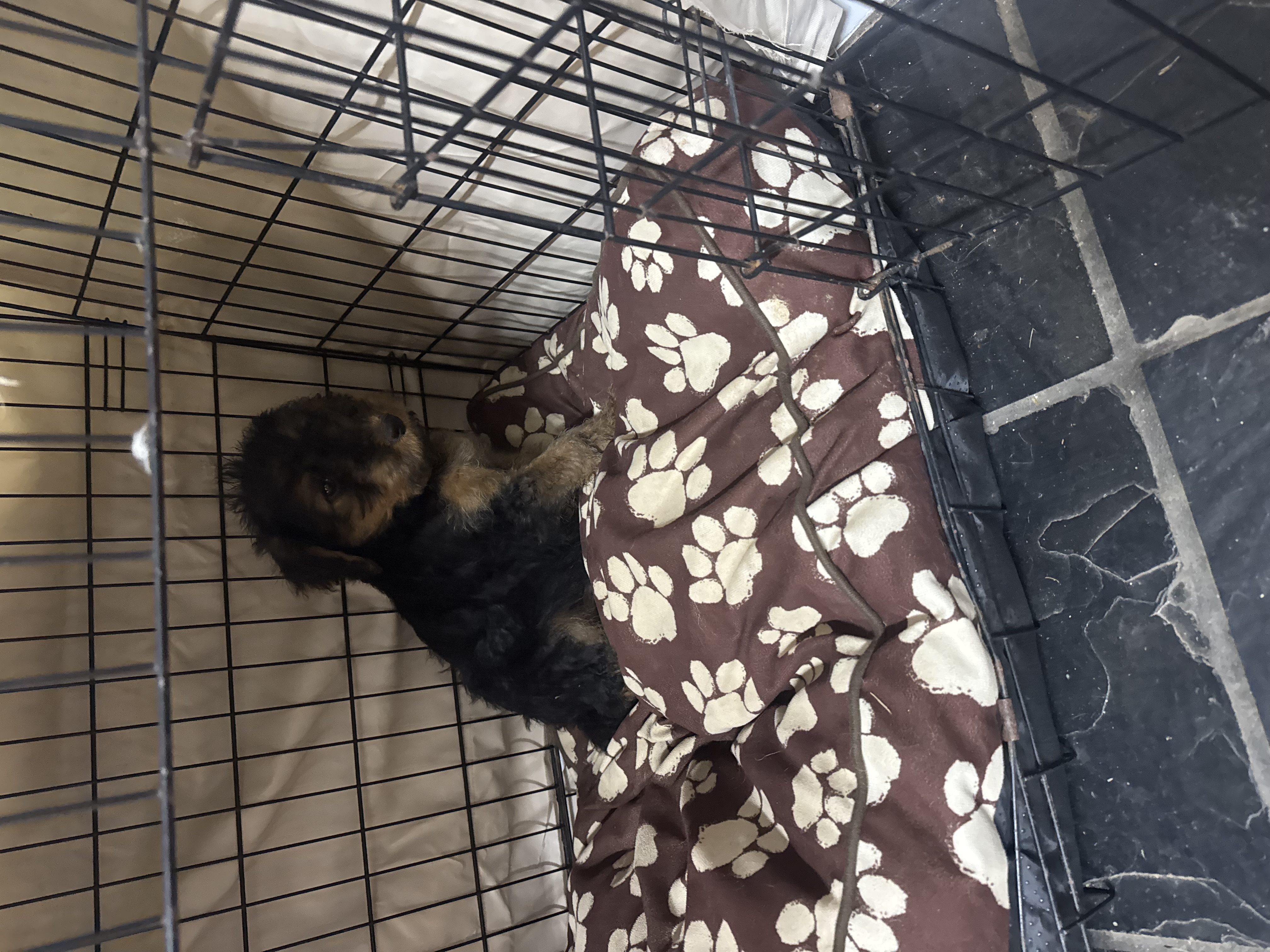 Airedale Terrier – Kingaroy