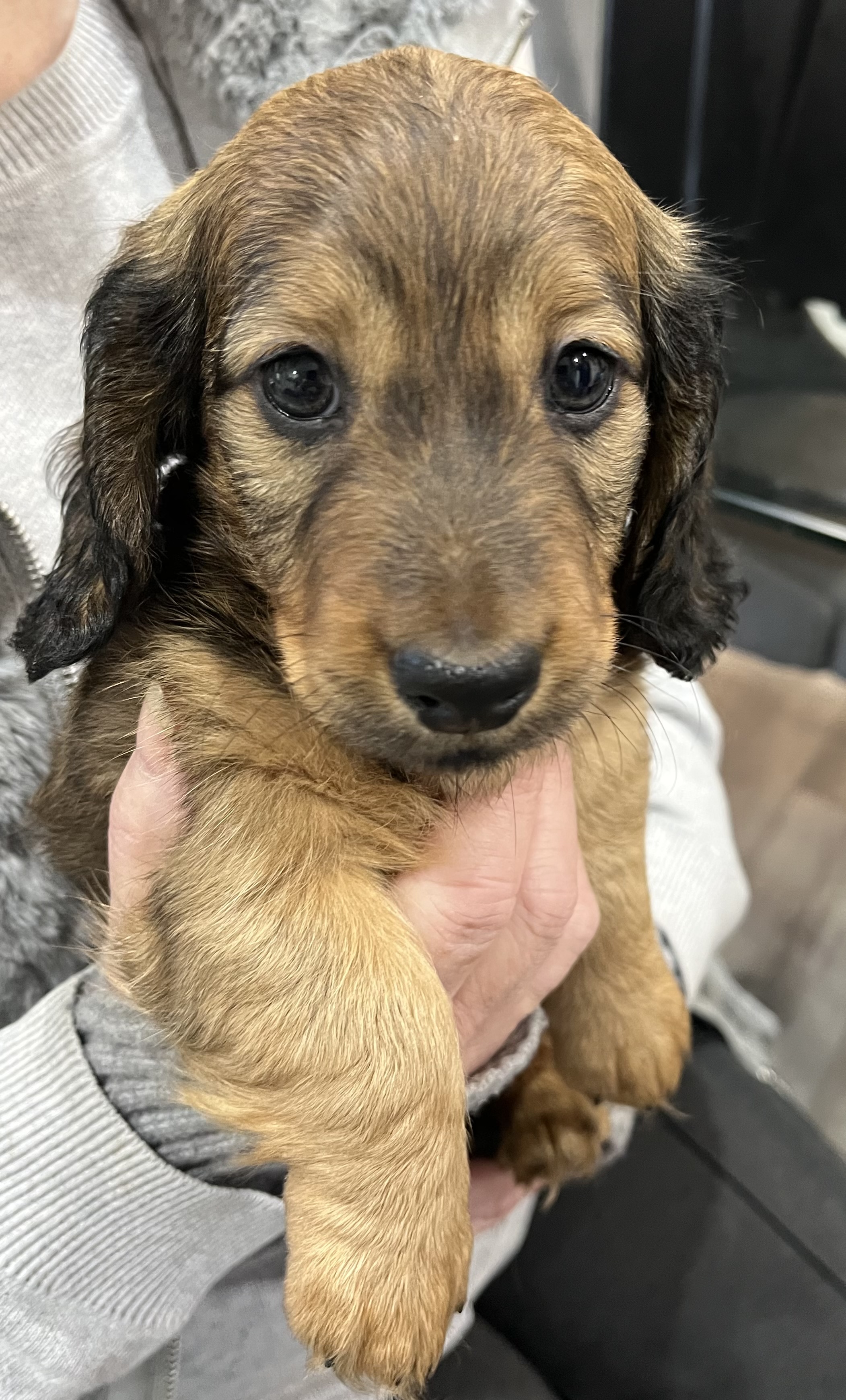 Dachshund – Victor Harbor