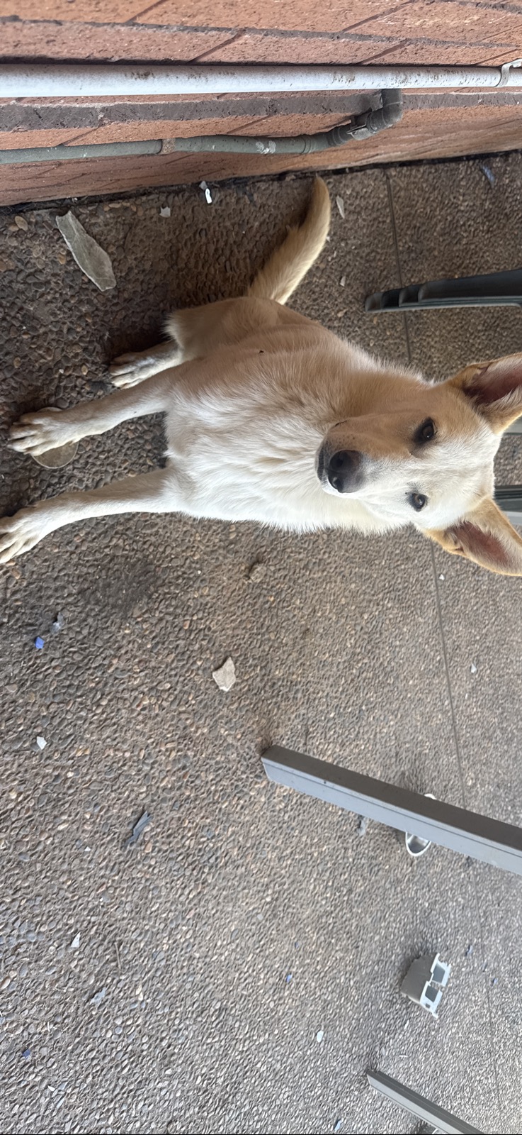 German Shepherd – Rooty Hill