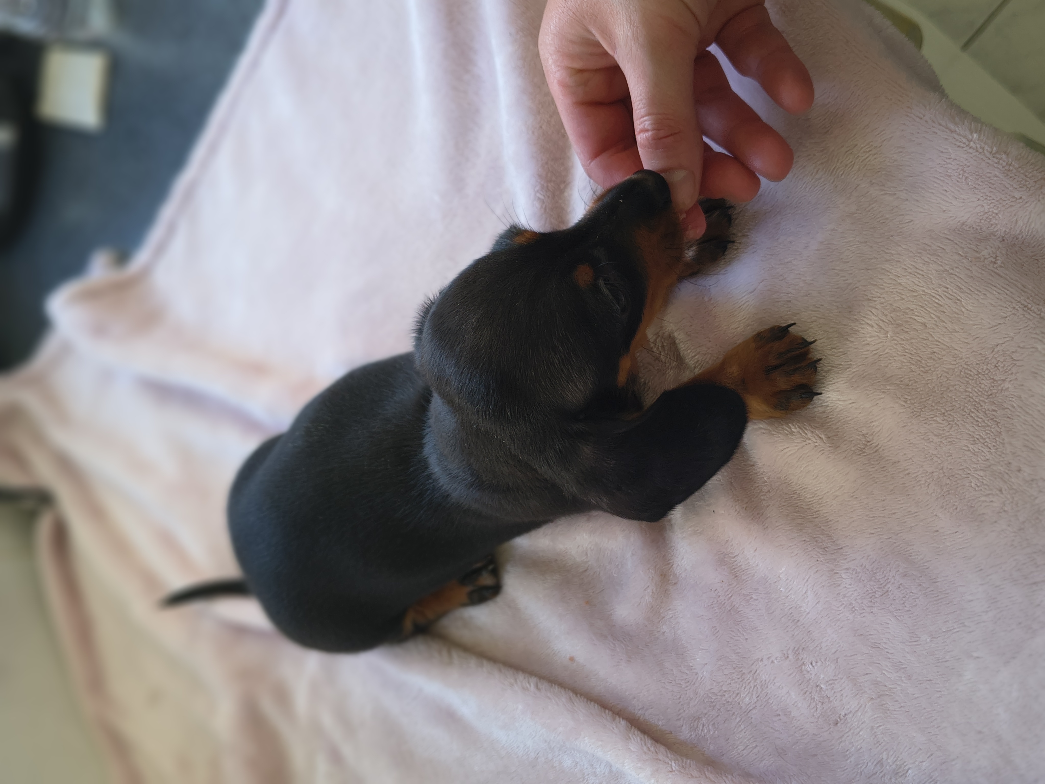 Dachshund – Austin Francis Partridge