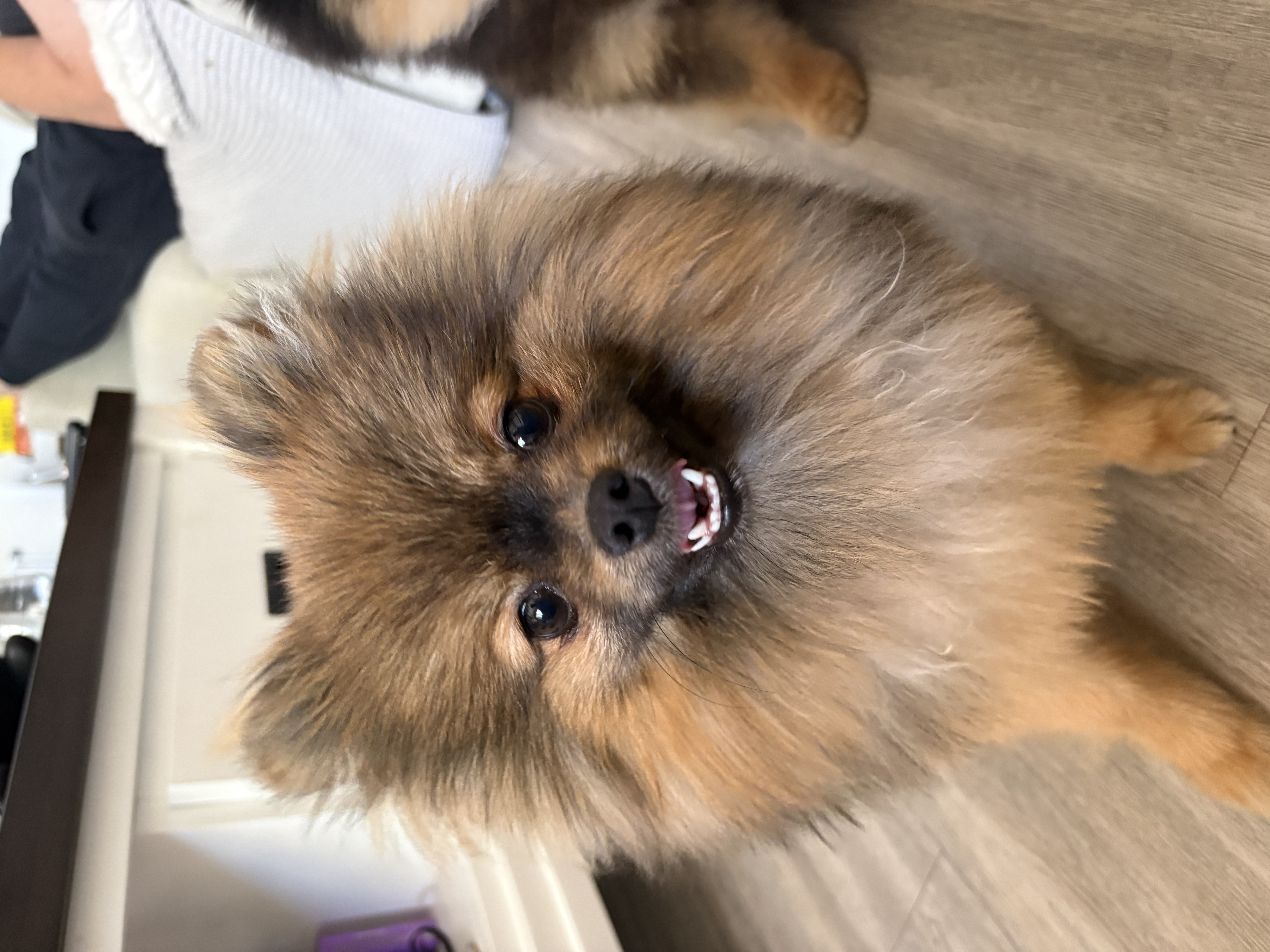 Pomeranian – Perth