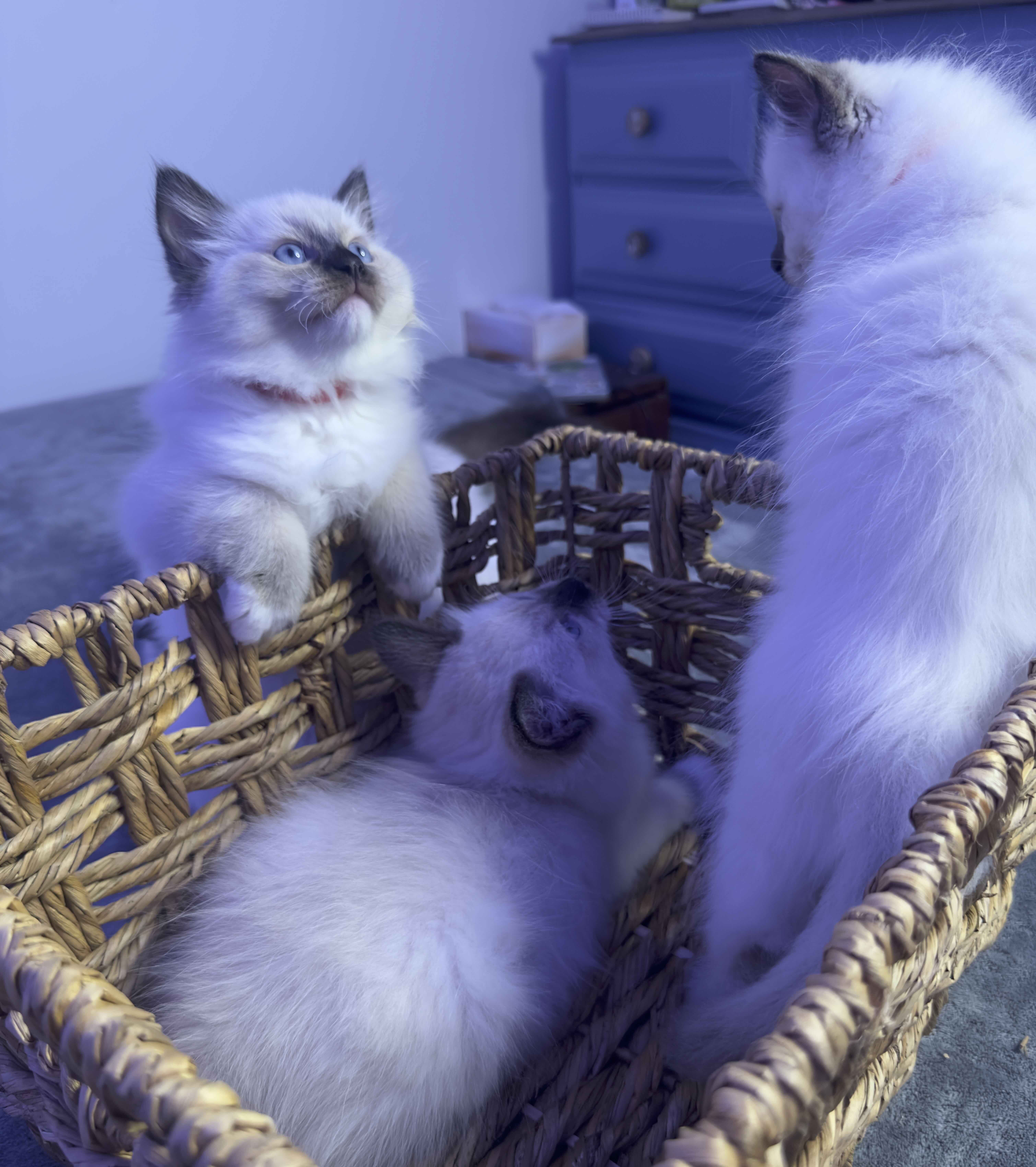 Ragdoll – Brunswick