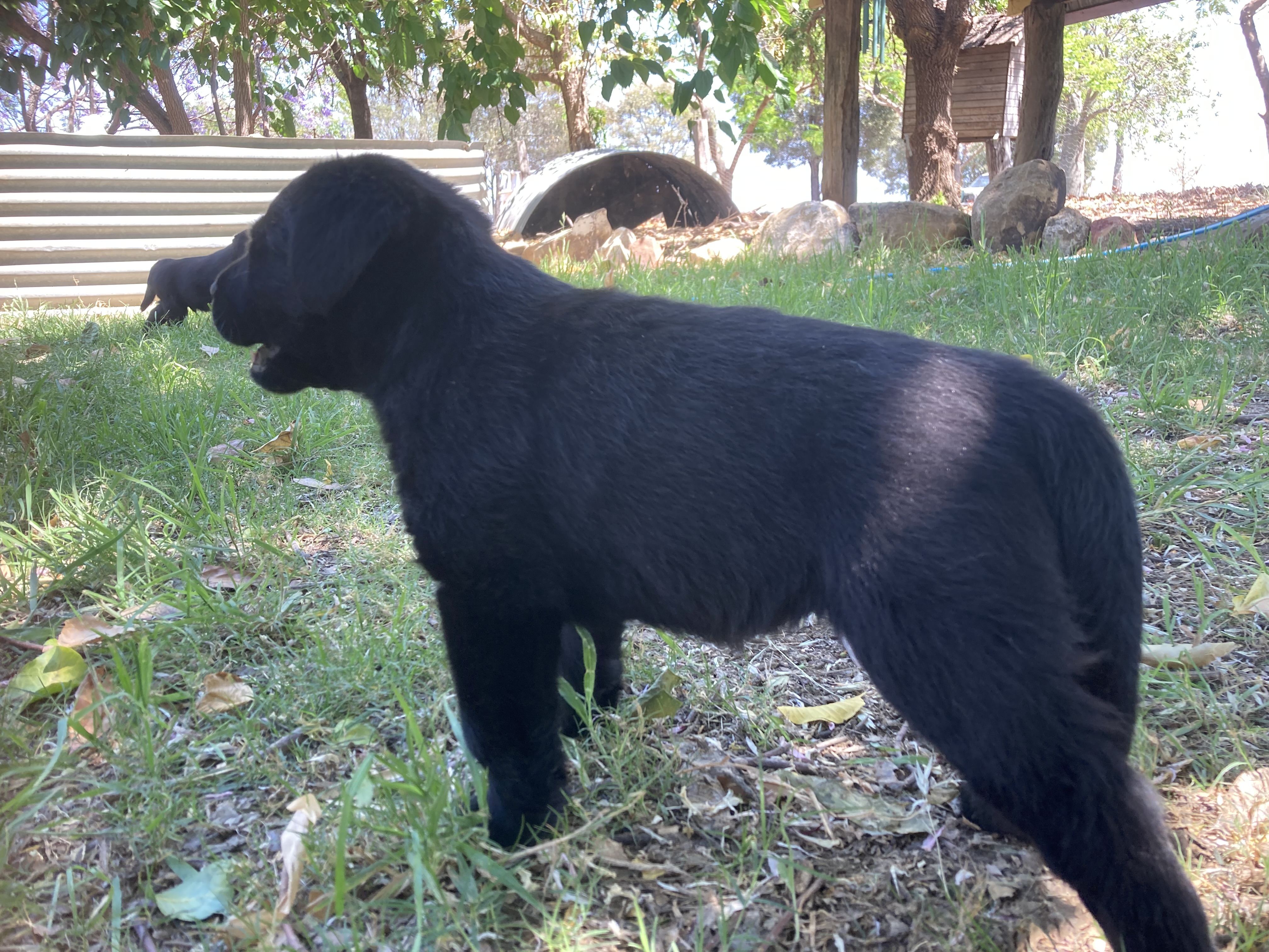 Labrador Retriever – Guluguba