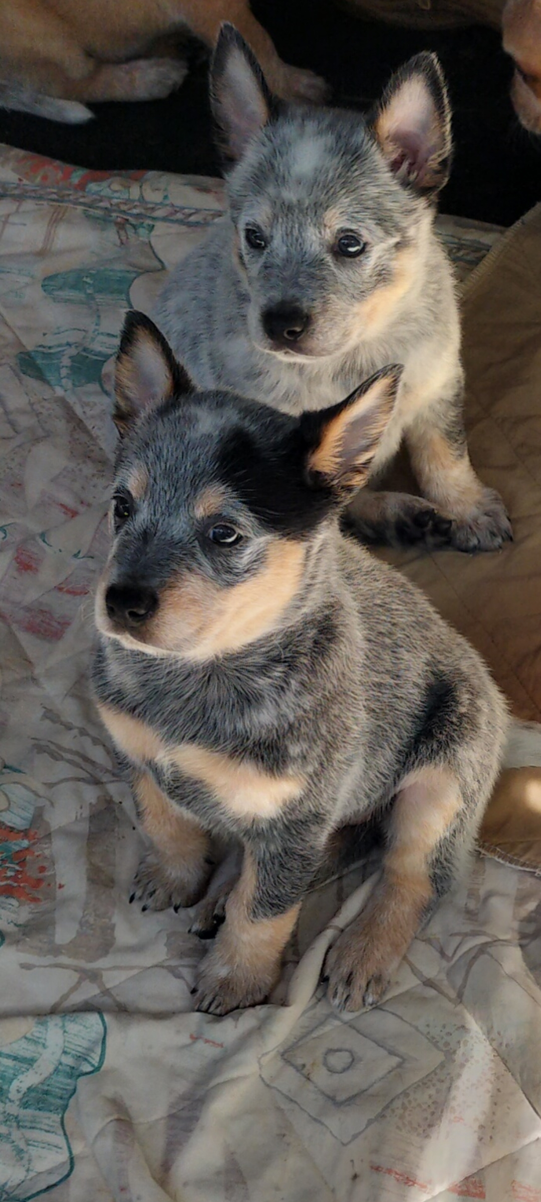 Australian Cattle Dog – Gordonvale