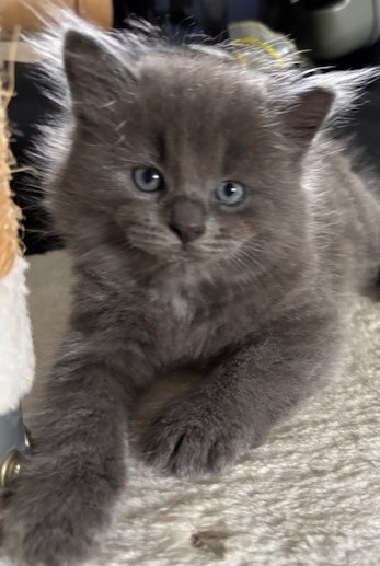 Ragdoll – Mount Gravatt East