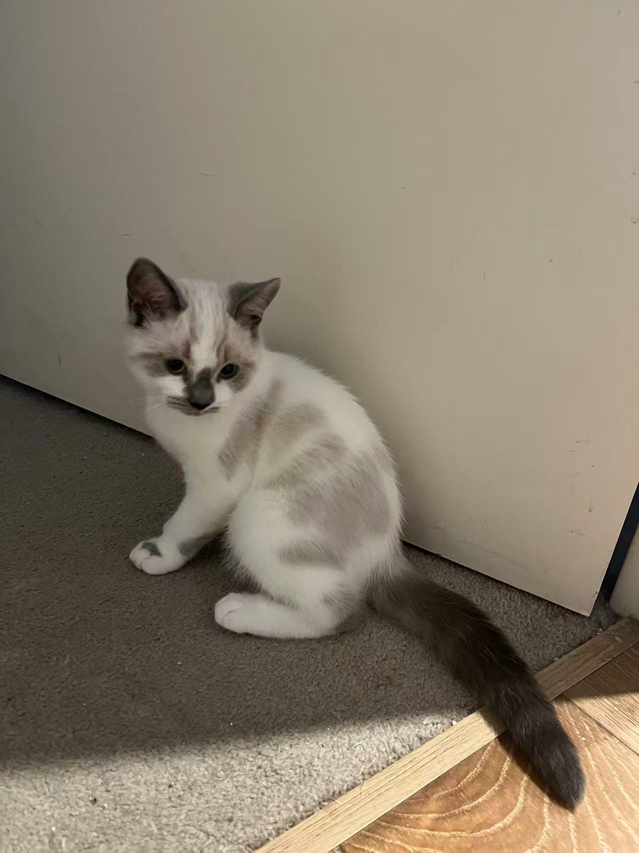 British Shorthair – Pyrmont
