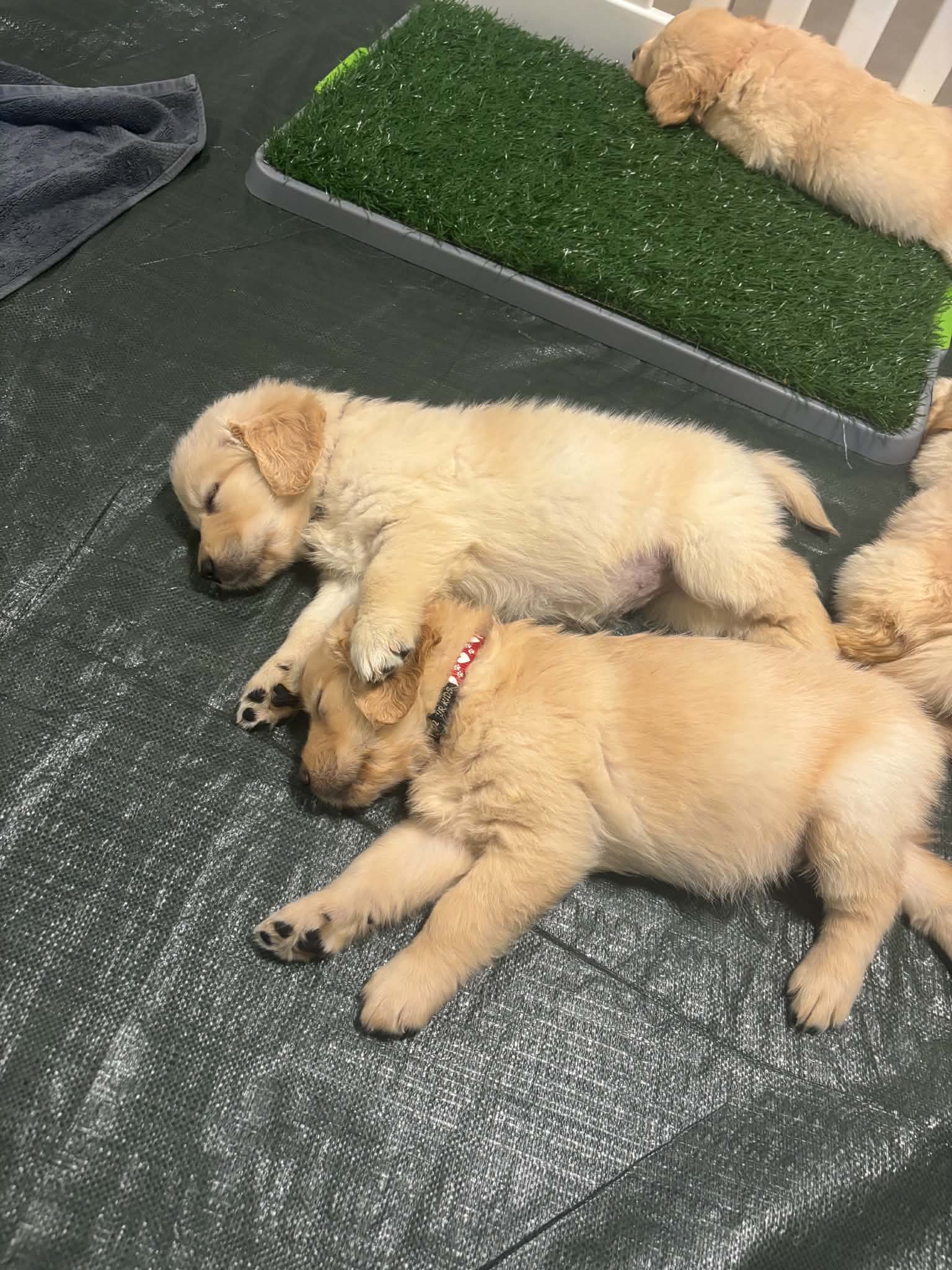 Golden Retriever – Enoggera