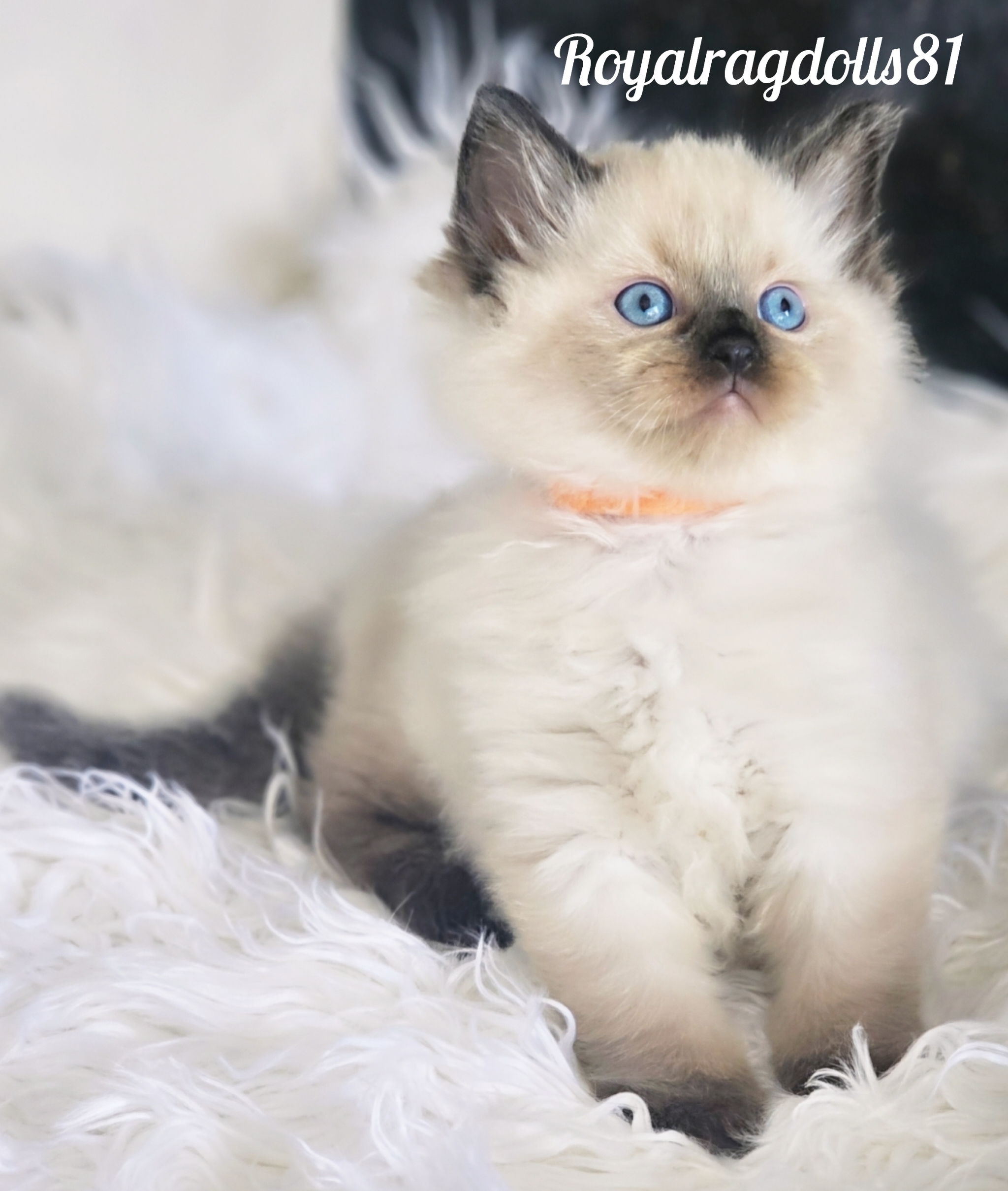 Cats – Dandenong North