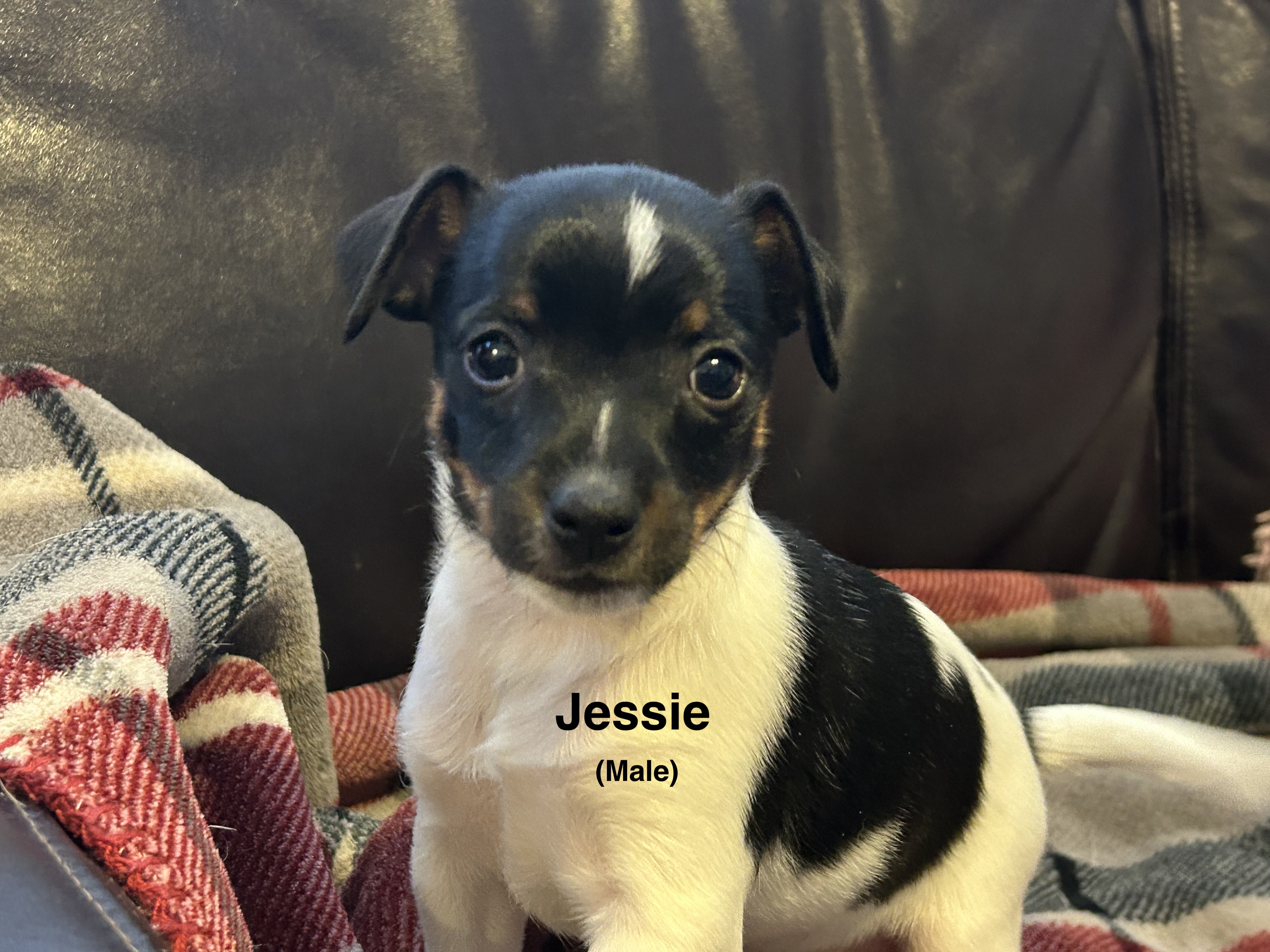 Fox Terrier – Collingwood