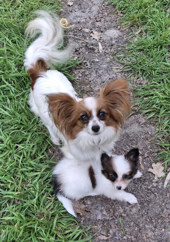 Papillon – Goulburn