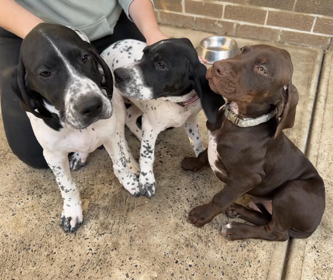 Short Haired Pointer Puppies