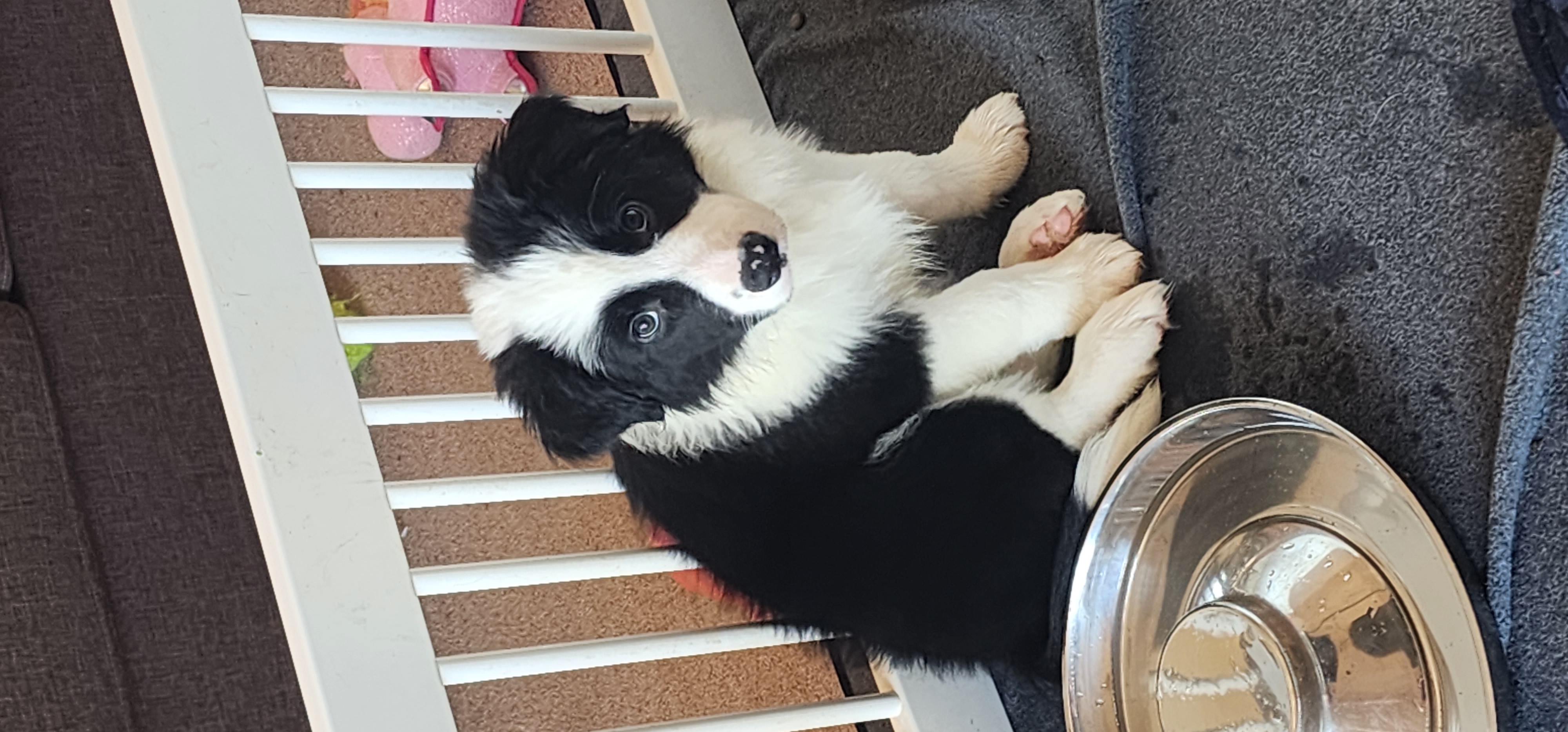 Border Collie - Buninyong - PetsForHomes