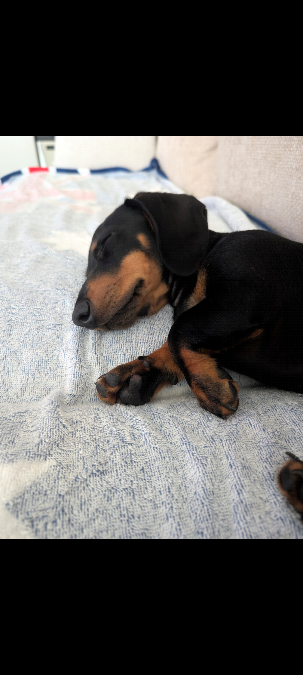 Dachshund – Caringbah