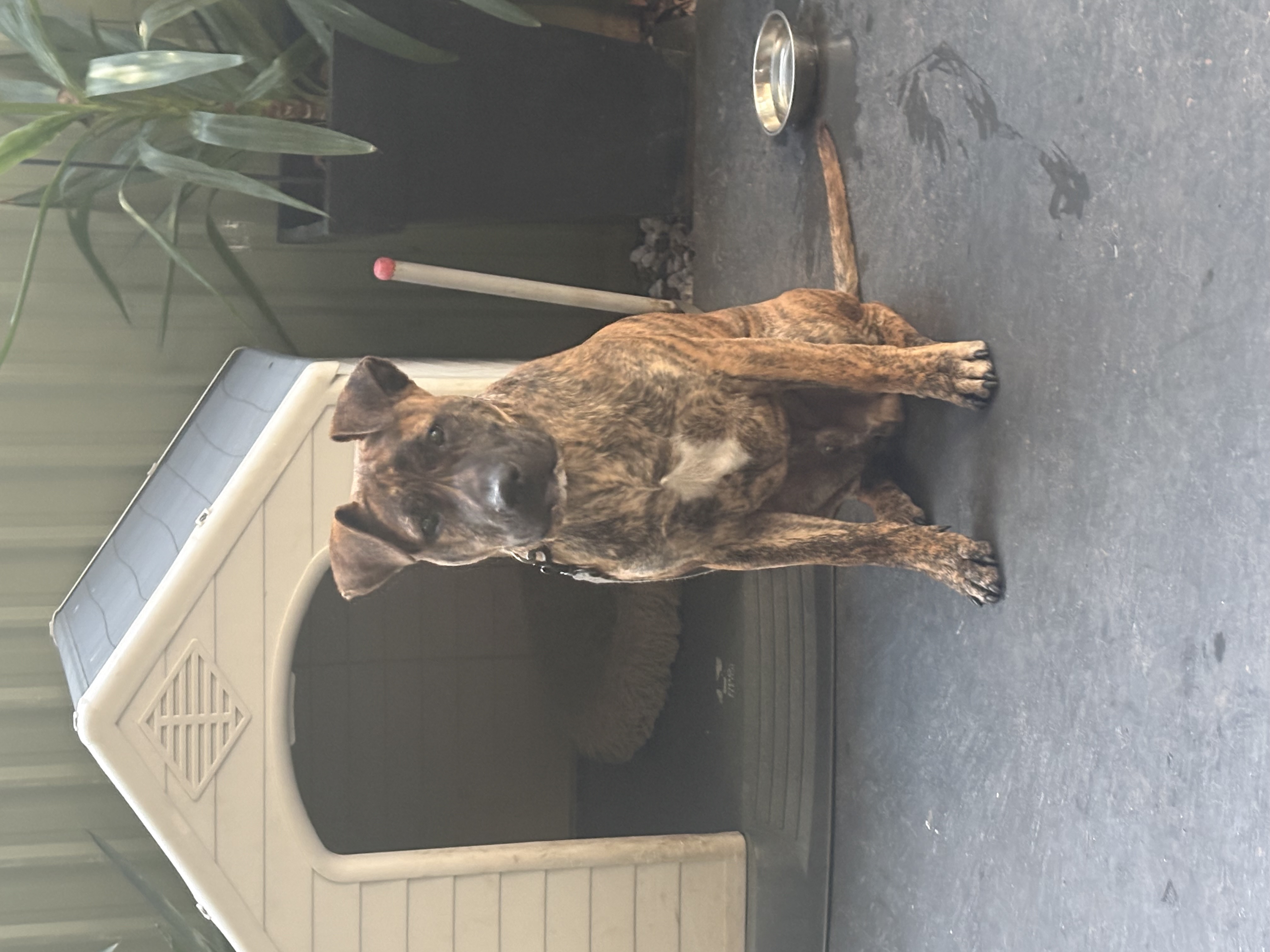 American Staffordshire Bull Terrier – Henley Beach