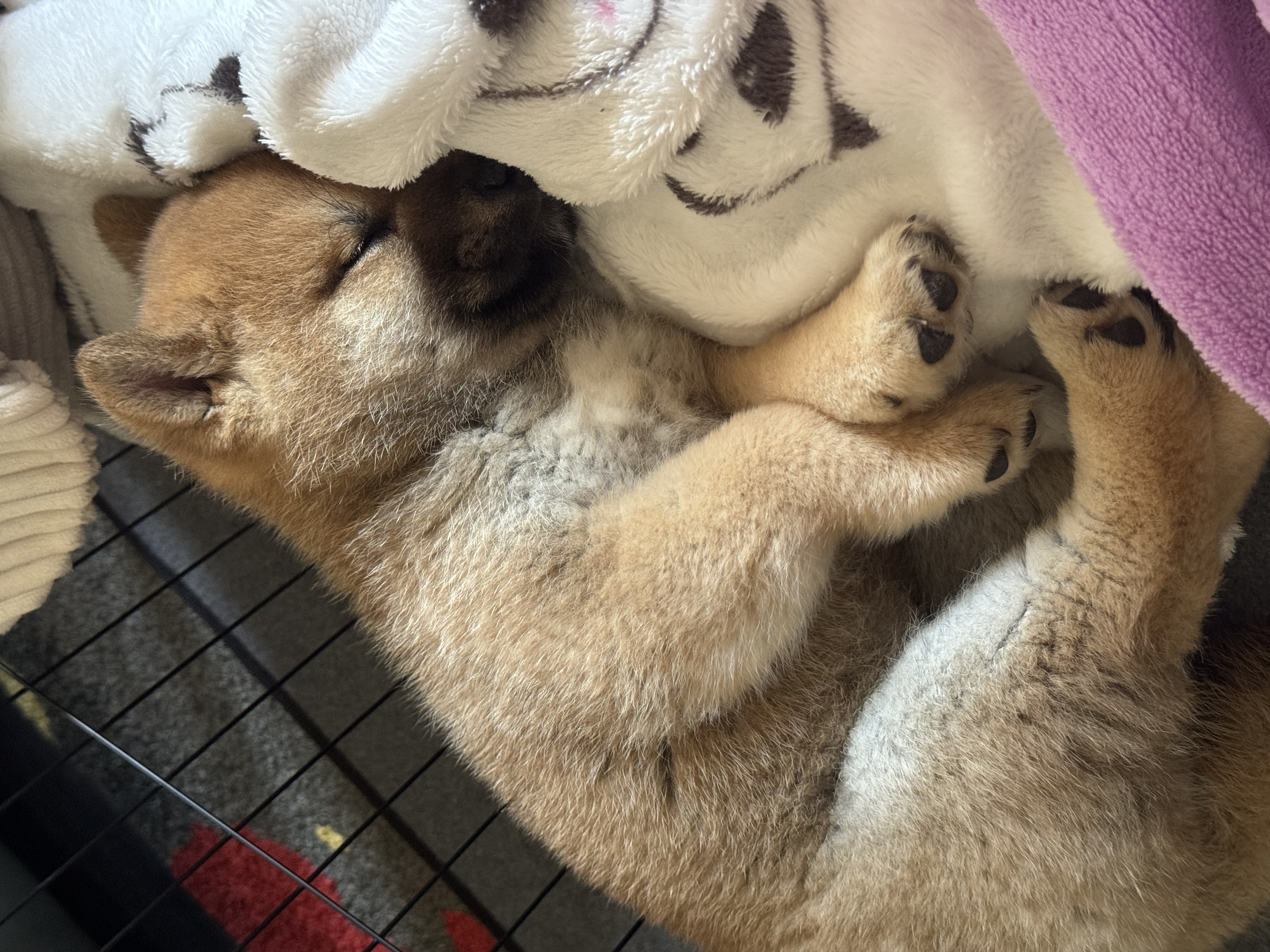 Shiba Inu – Werribee