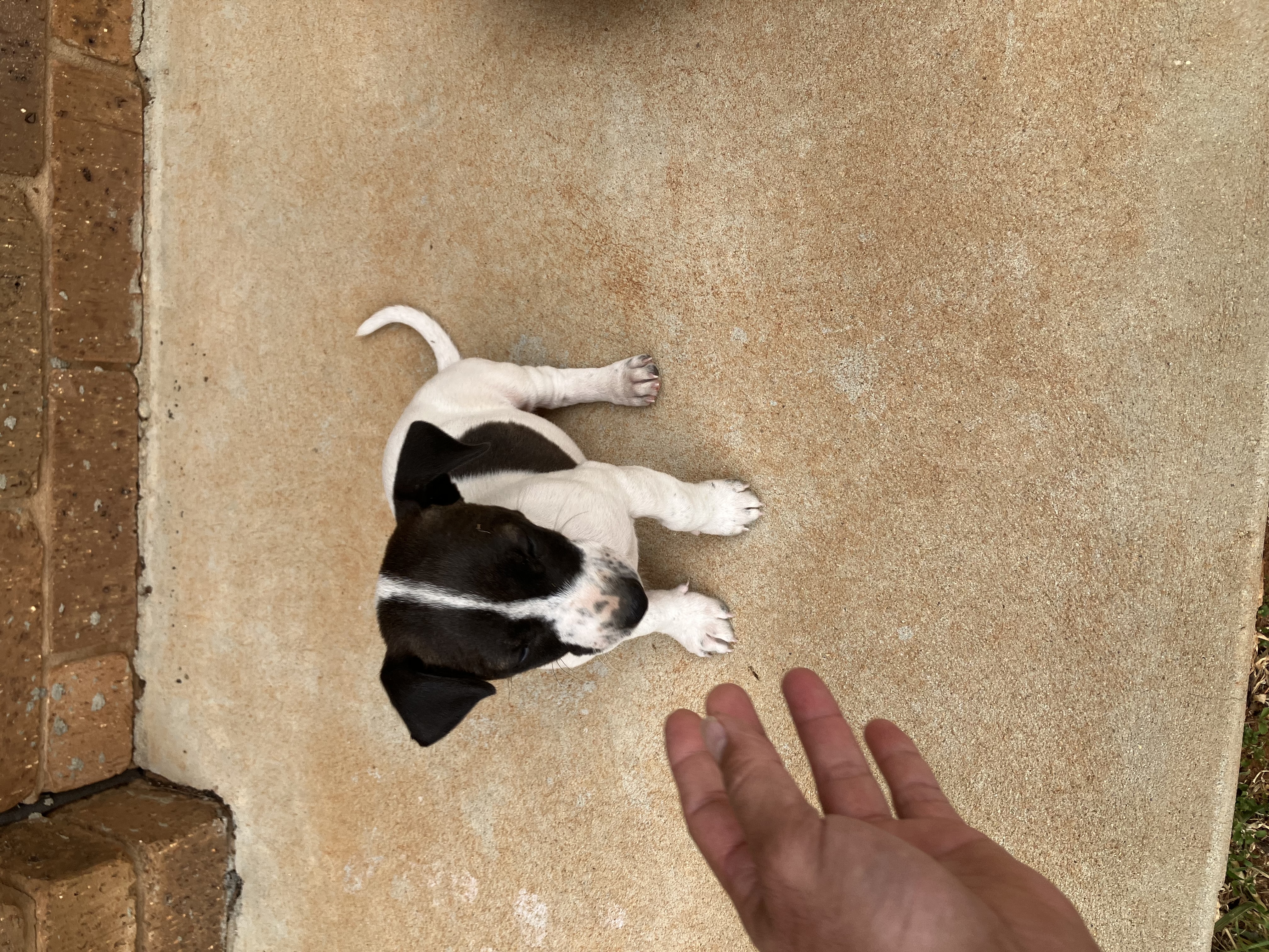 Whippet – Temora