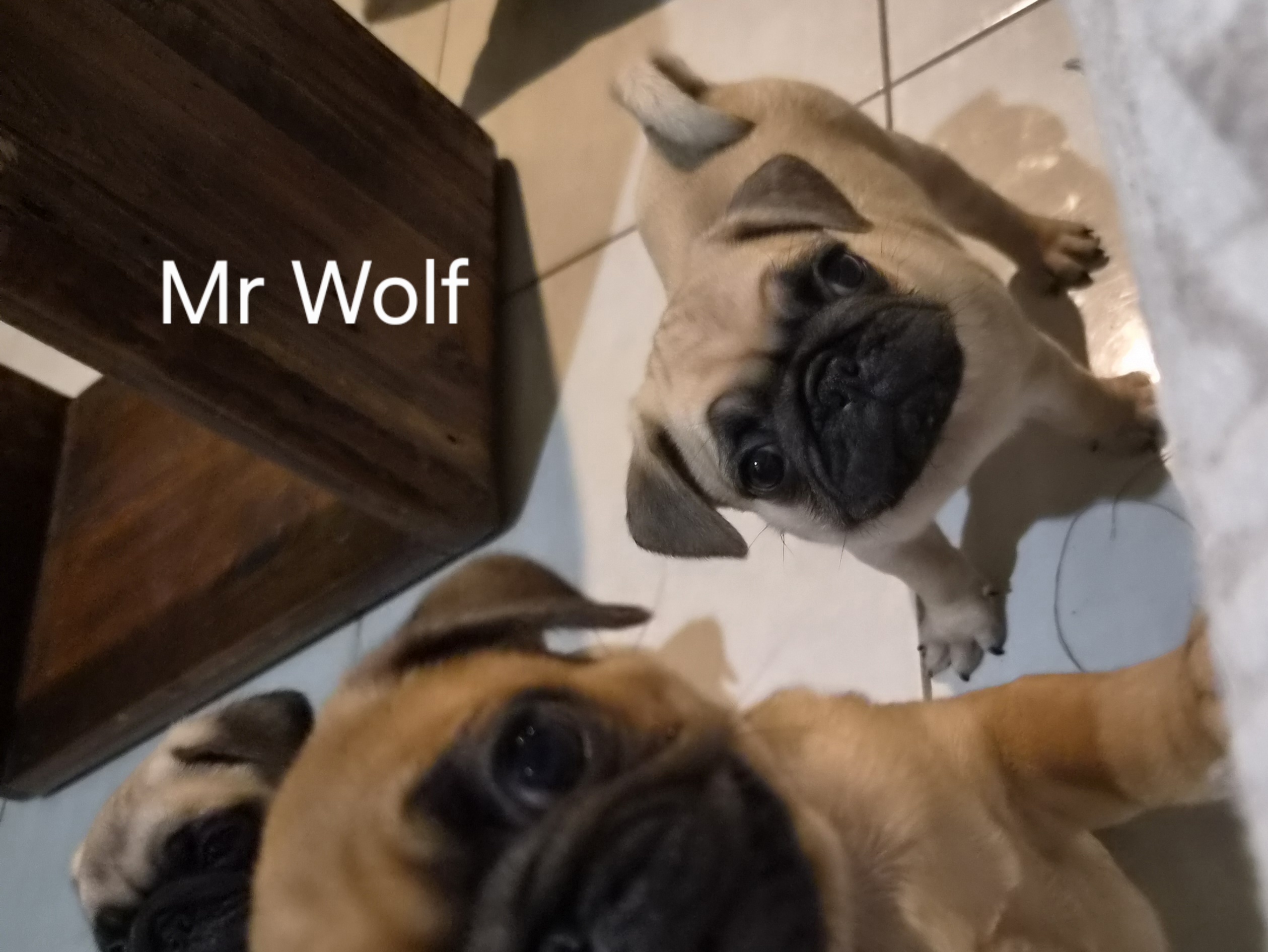 Pug – Millstream