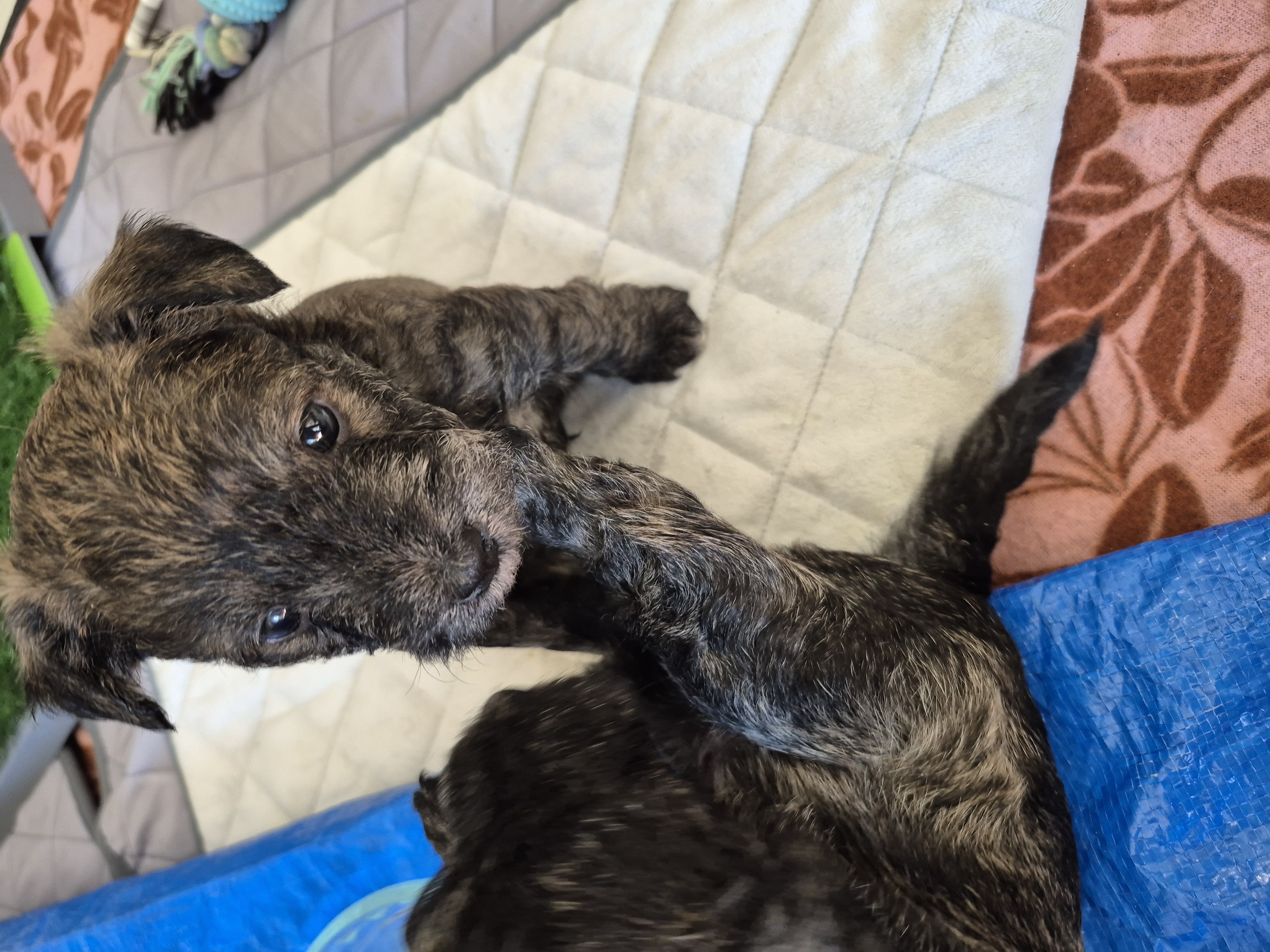 West Highland Terrier – Shoalwater