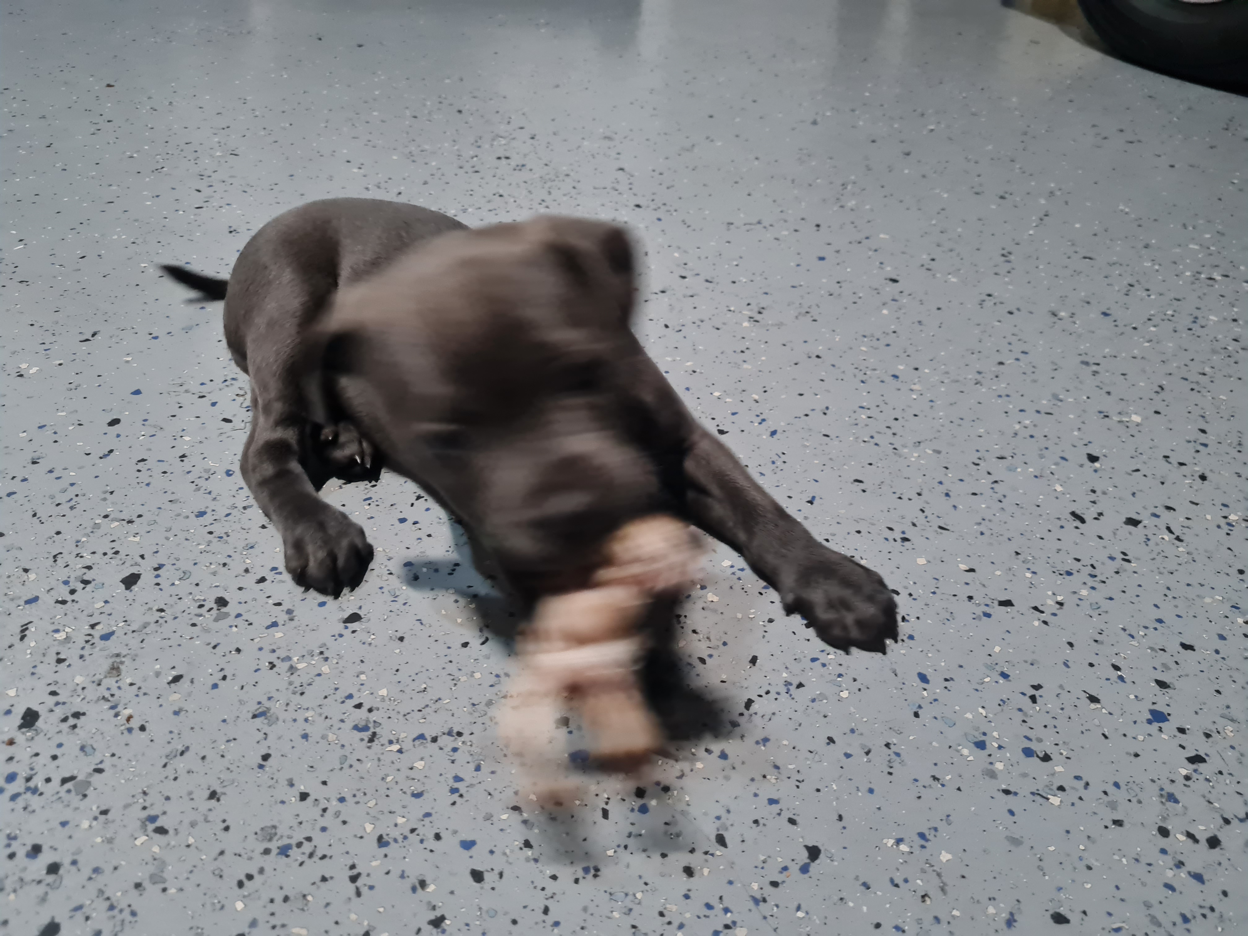 Staffordshire Bull Terrier – Bayswater
