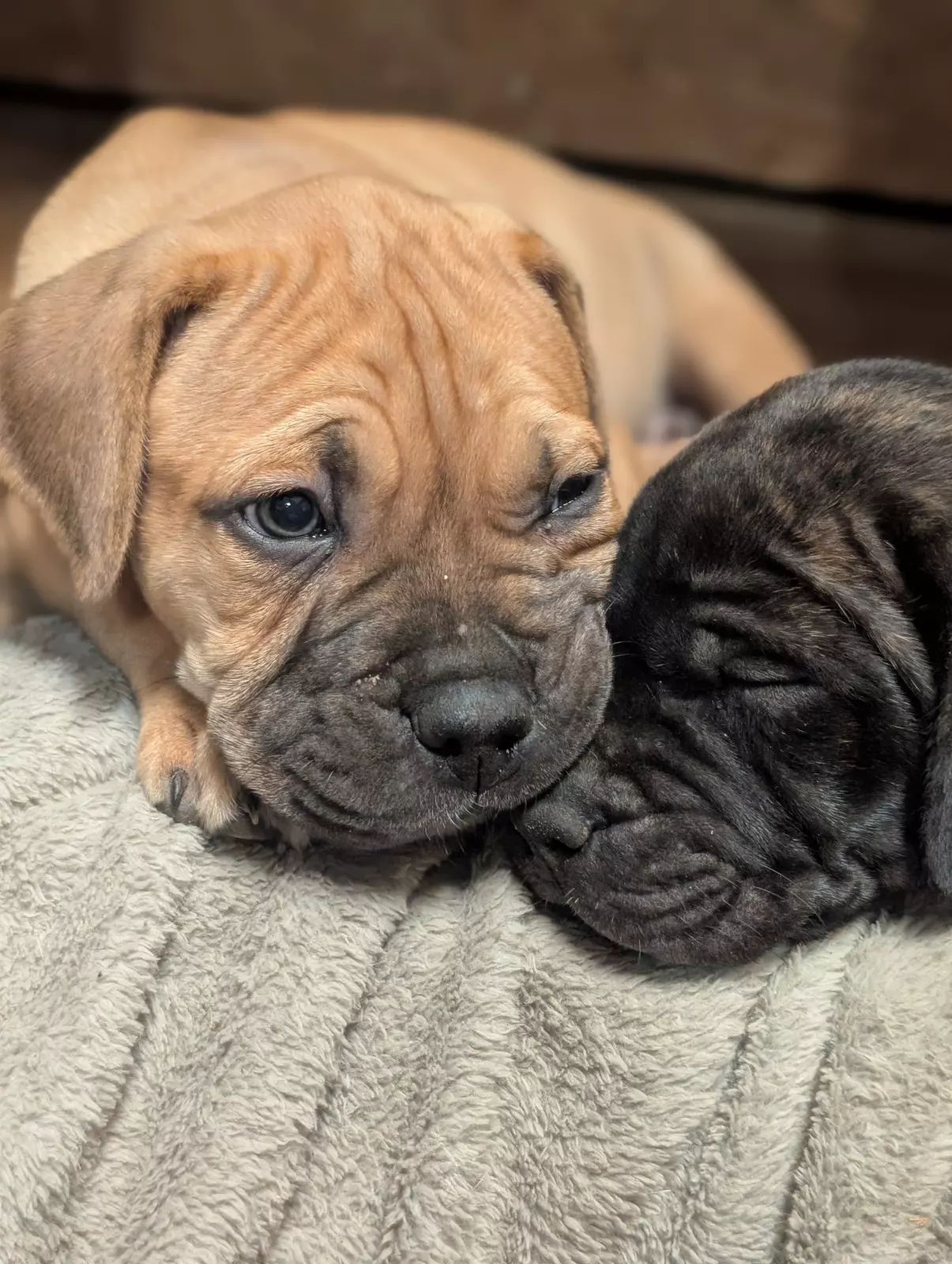 Bullmastiff - Stratton