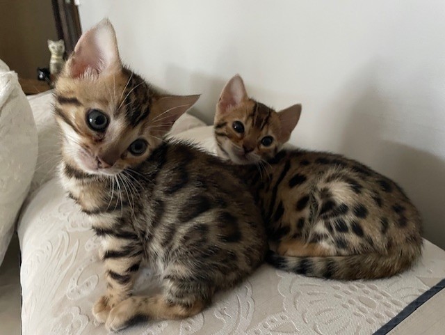 Bengal – Mount Eliza