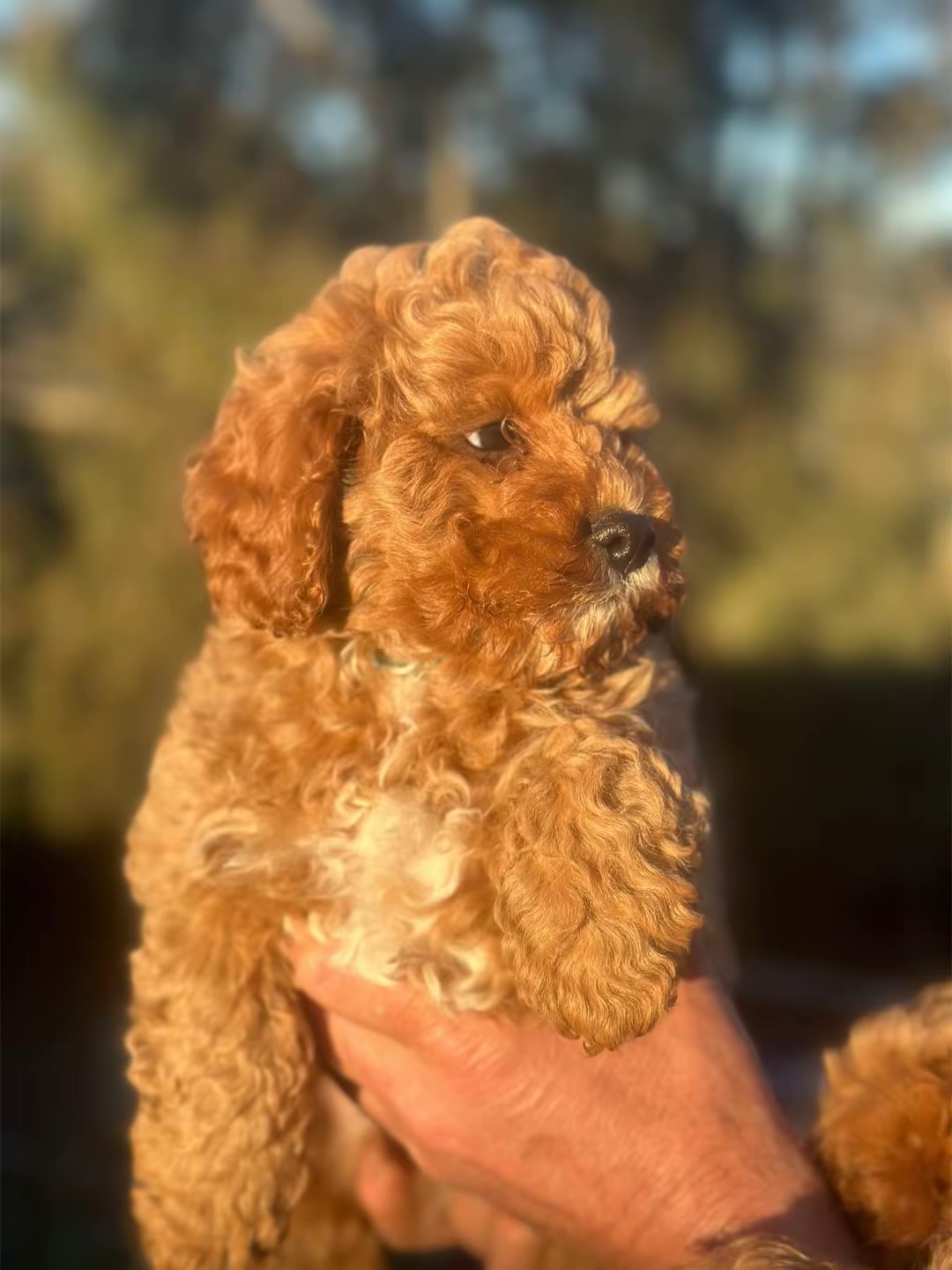 Cavoodle – Orange