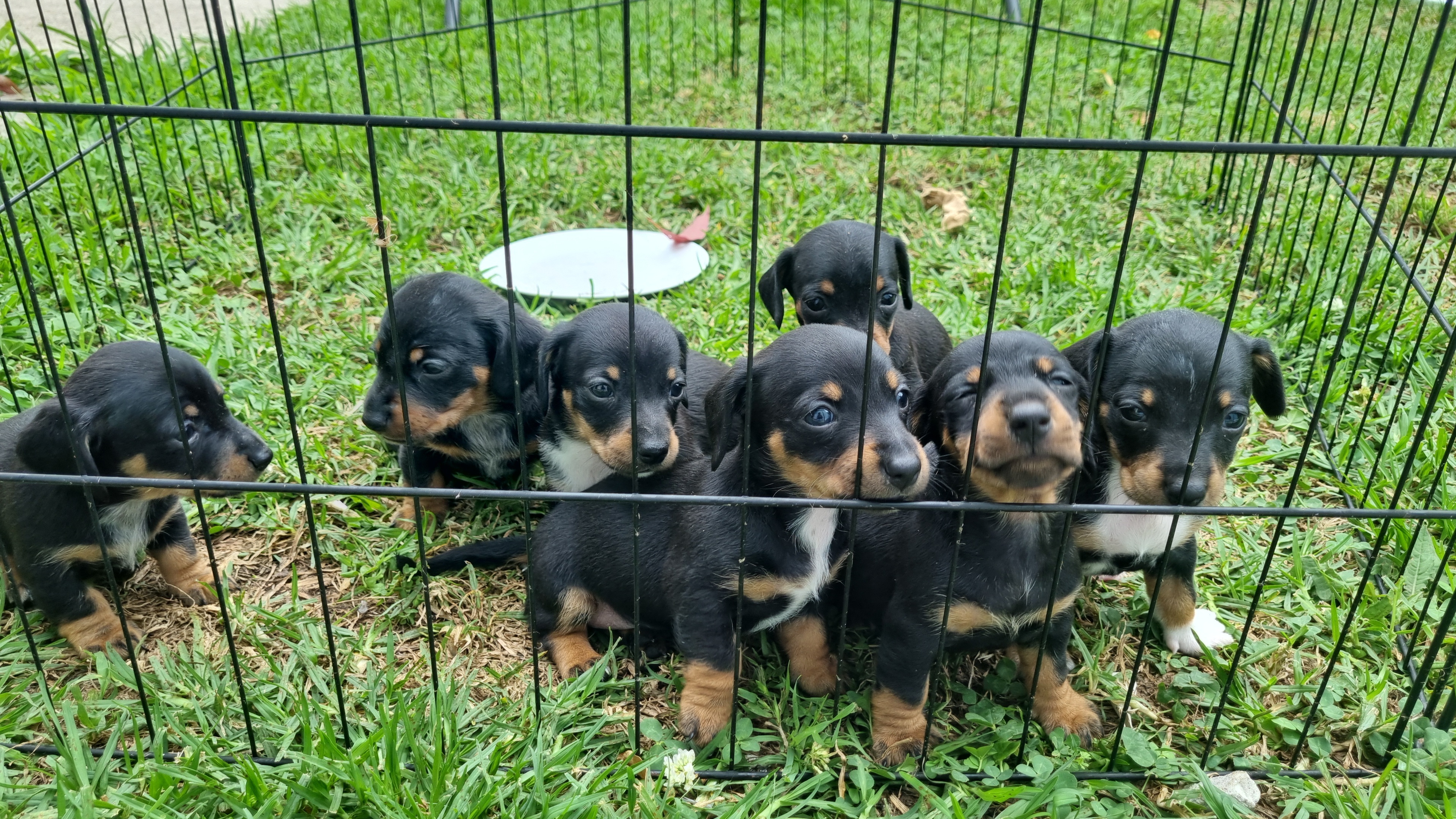 Miniature Dachshund – Melissa