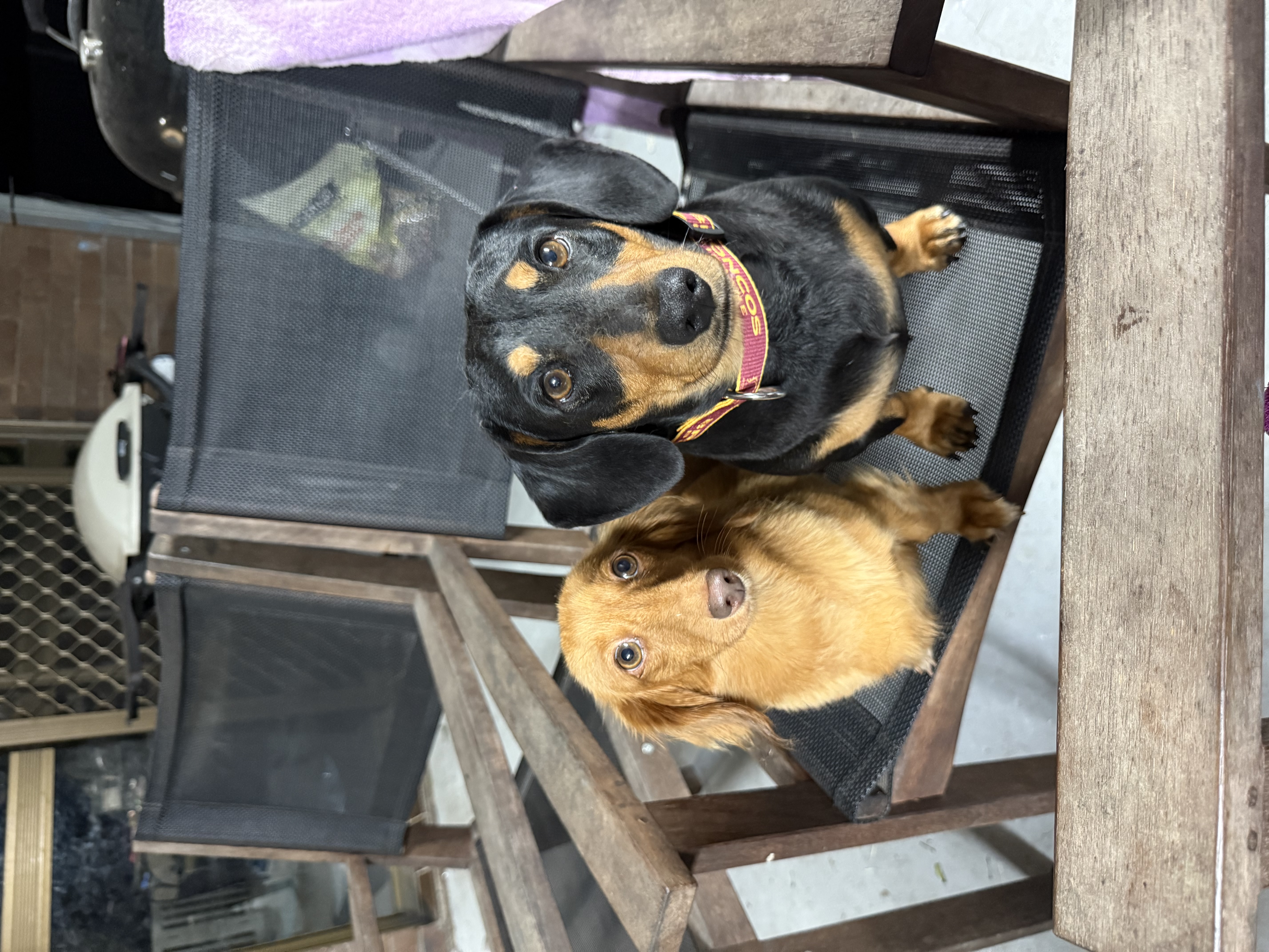 Miniature Dachshund – Hervey Bay