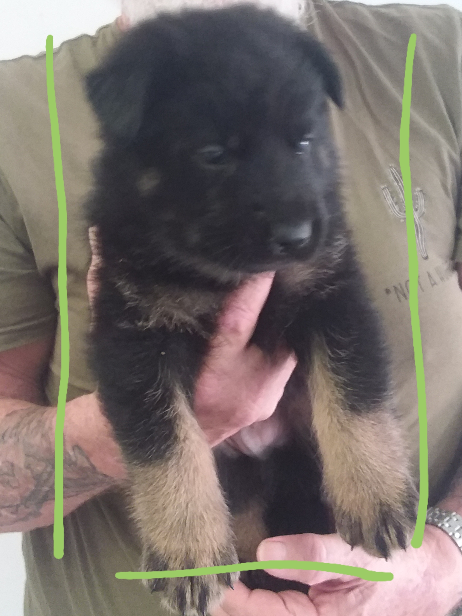German Shepherd – Kelso