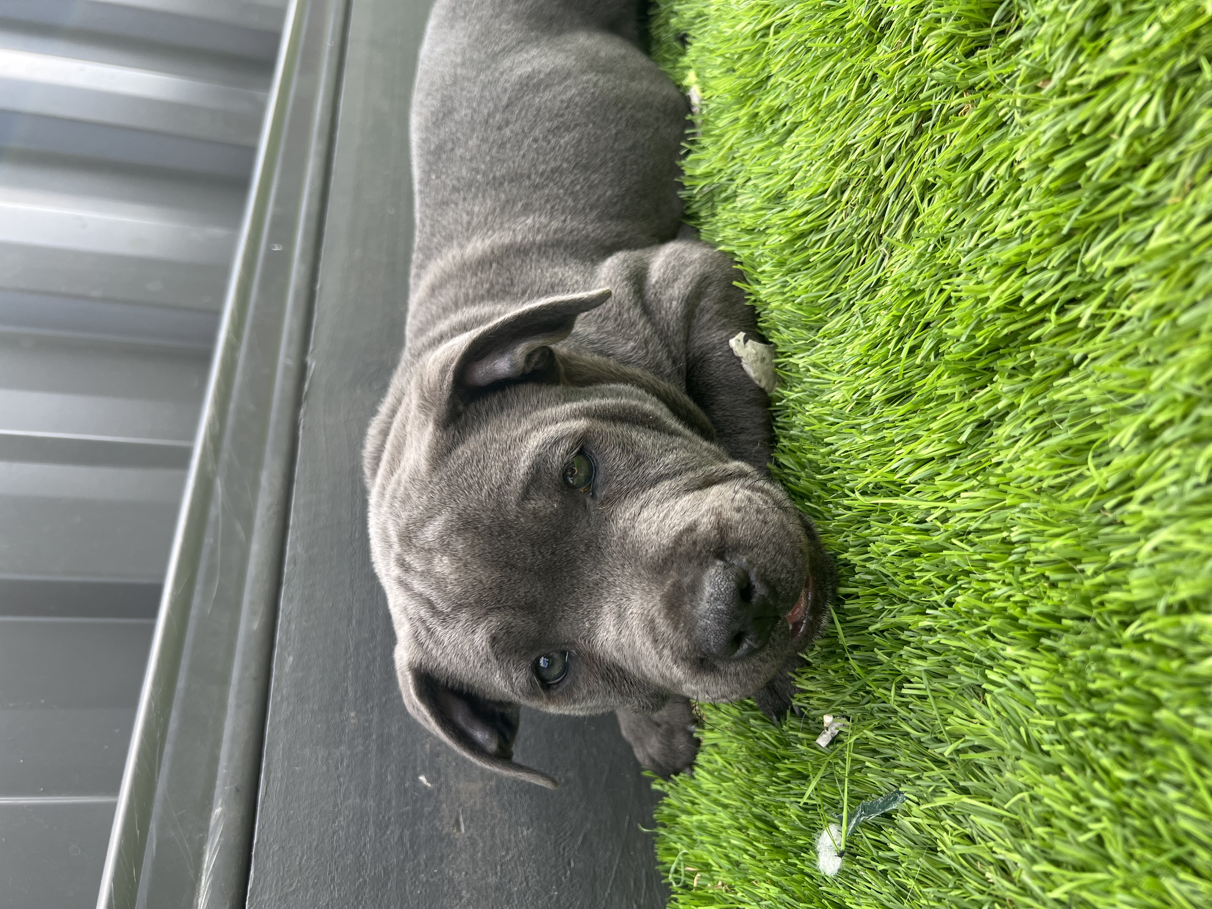 BLUE ENGLISH PEDIGREE STAFFORDSHIRE BULL TERRIER PUPPIES FOR SALE