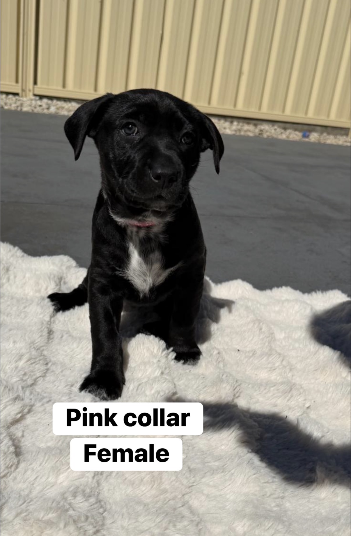 American Staffordshire Bull Terrier – Michael
