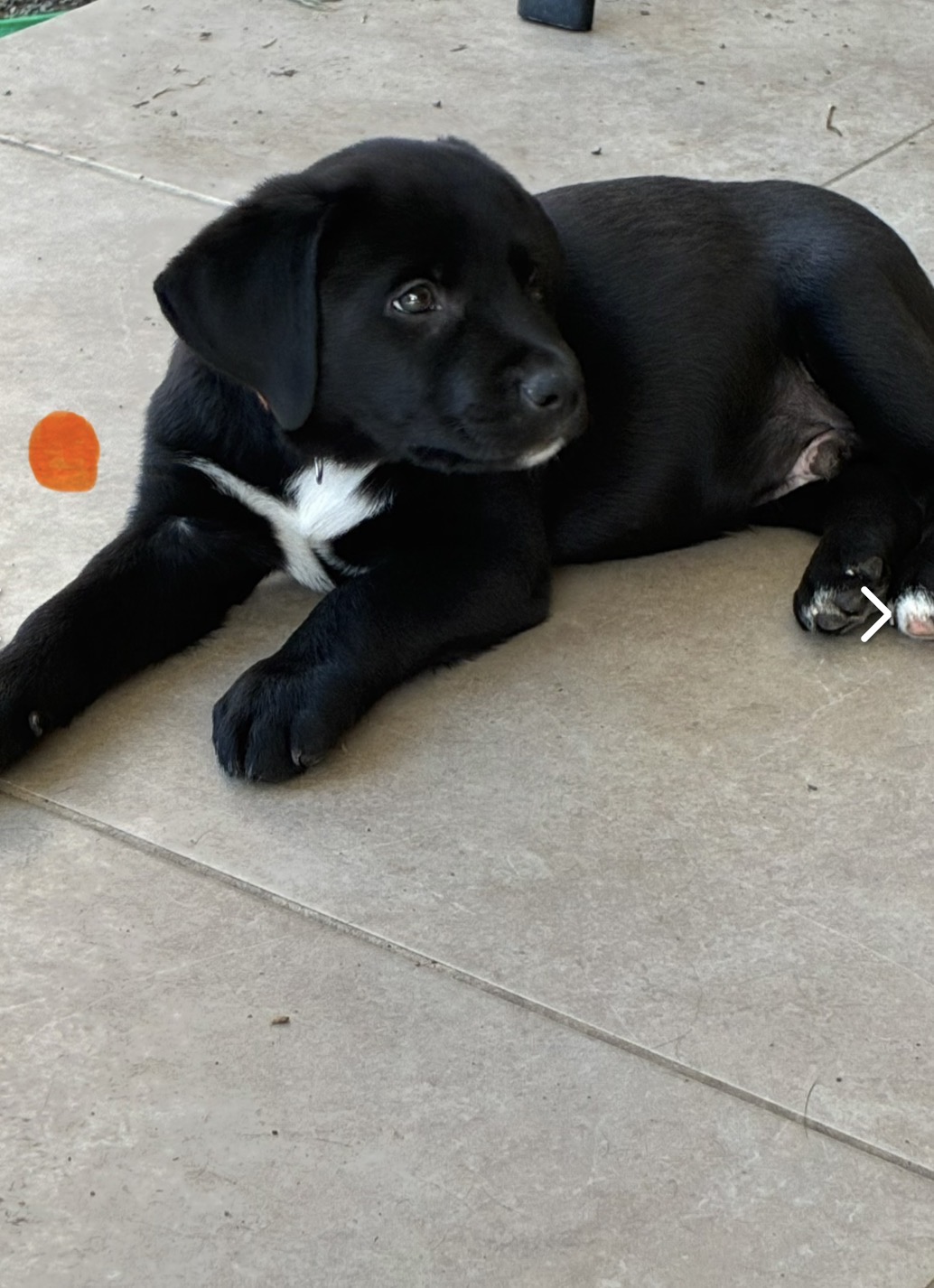 Labrador Retriever – Cannonvale
