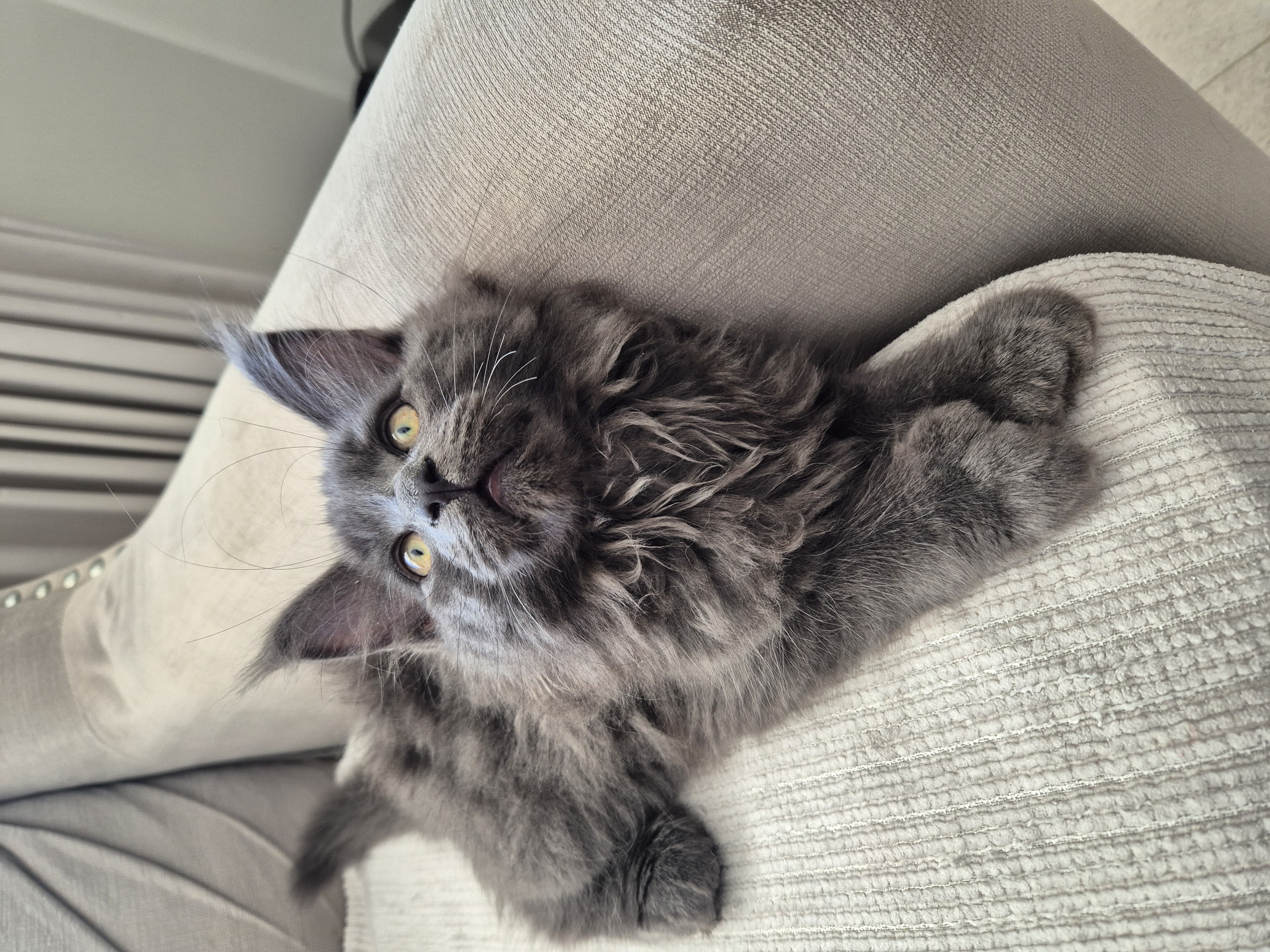 Maine Coon – Mindarie