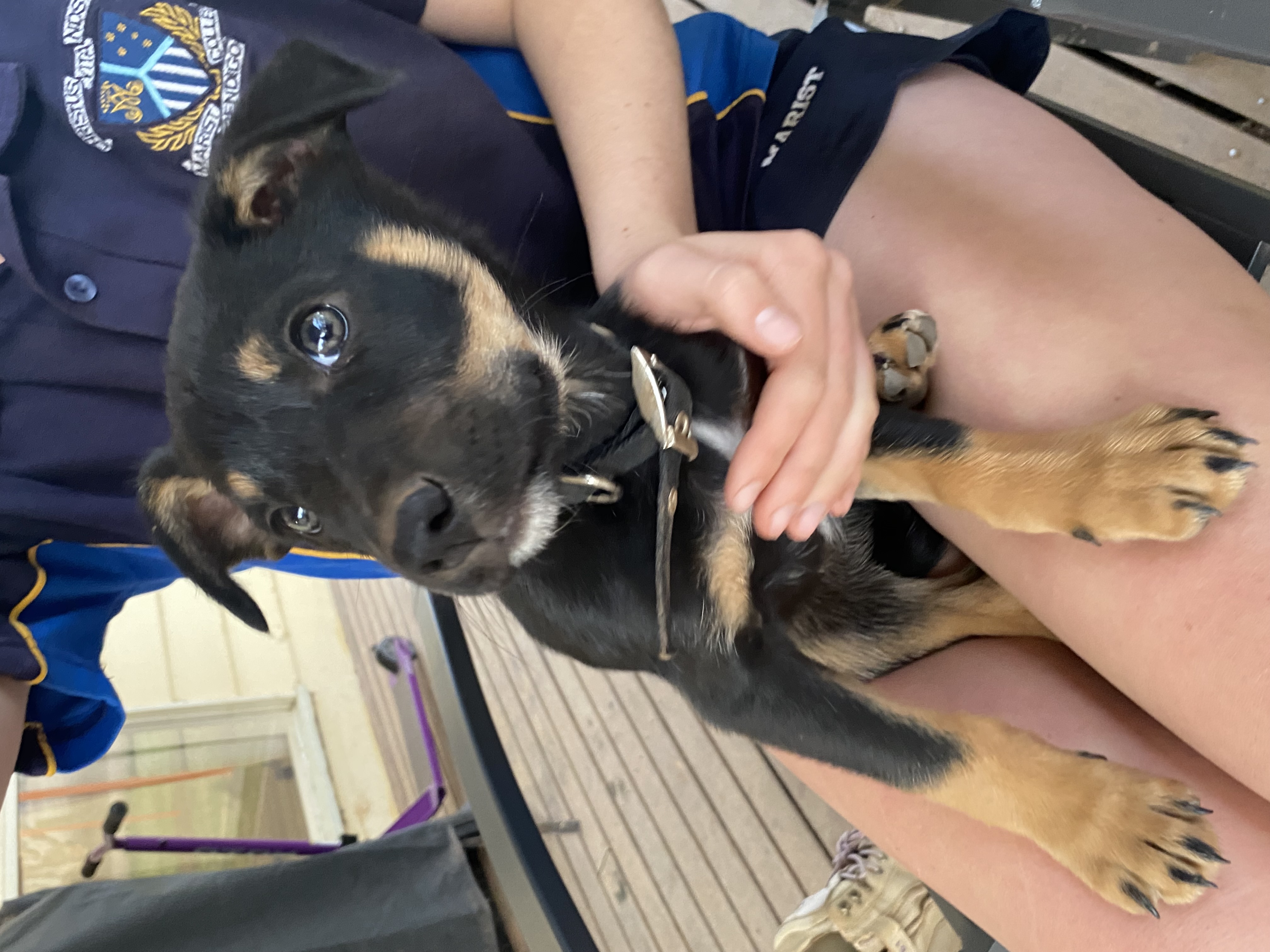 Kelpie – Raywood