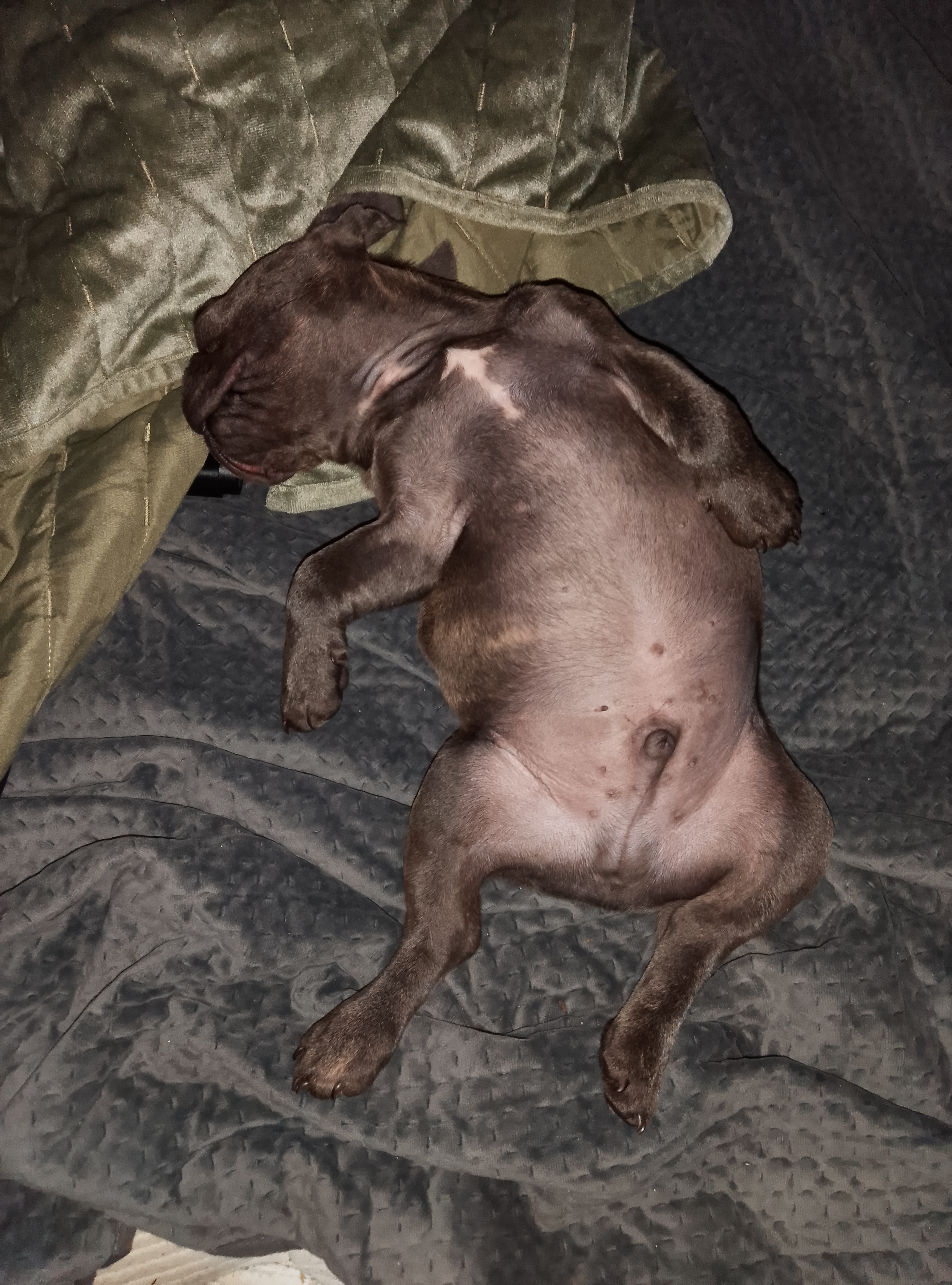 French Bulldog – Deception Bay