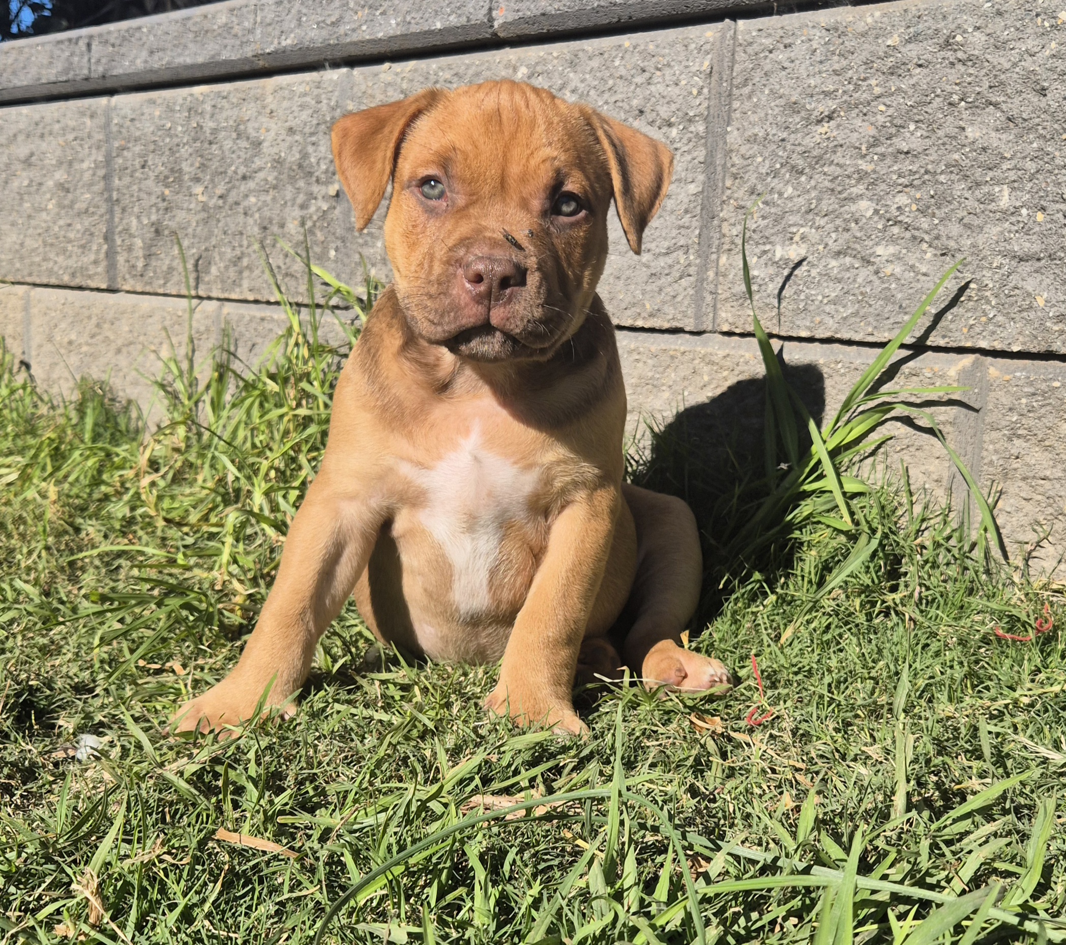 Dogs – Burra