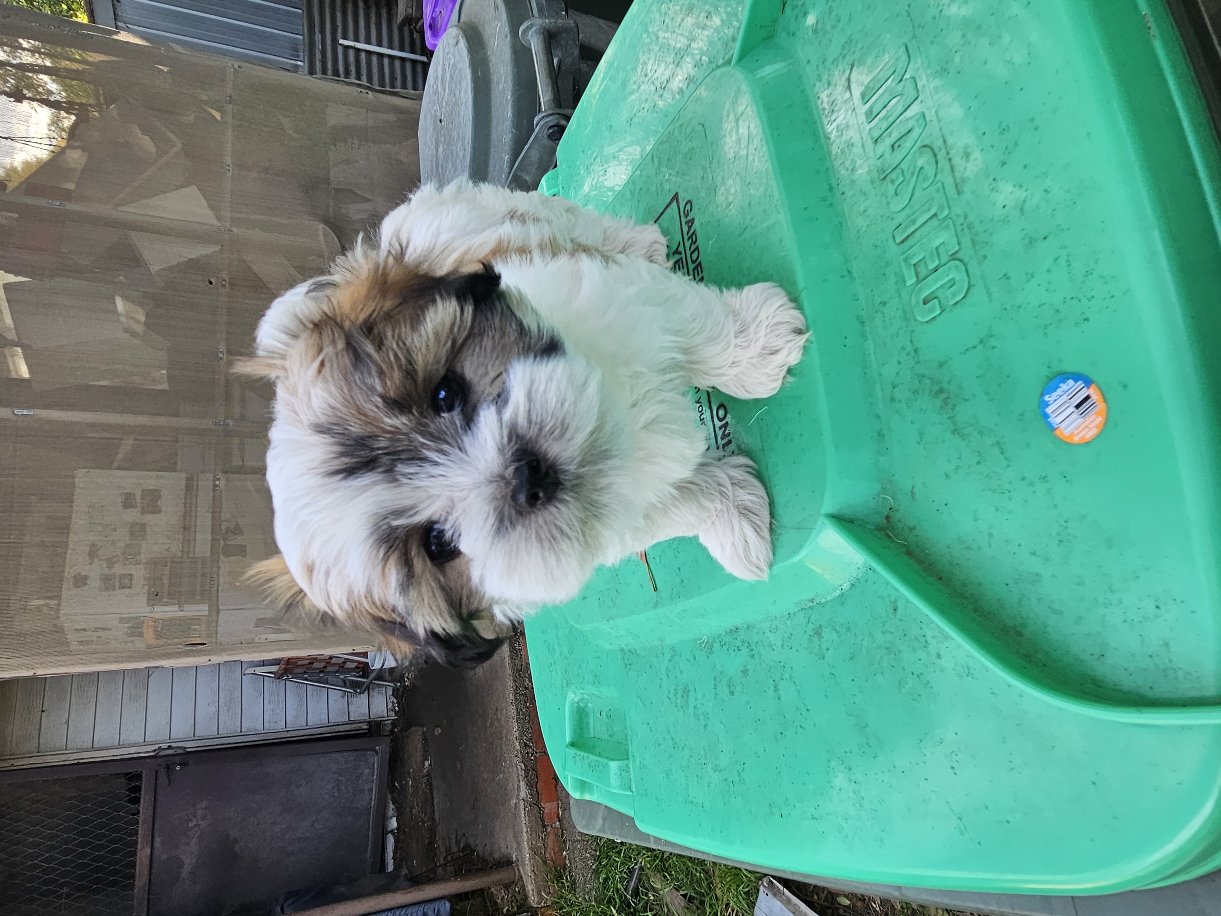 Maltese – Buninyong